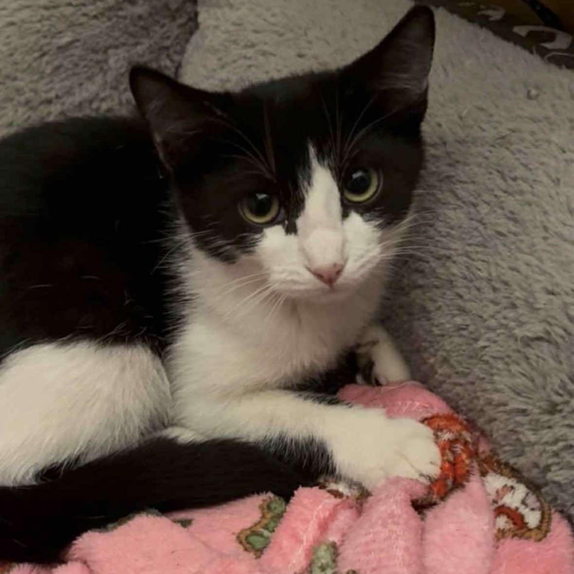 Sunnie, Adoptable, Kitten Female Domestic Short Hair.