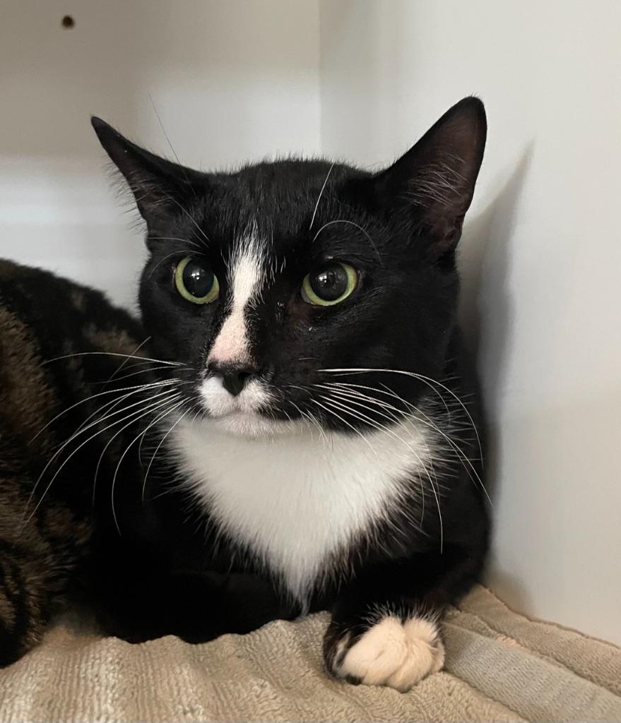 Odie, Adoptable, Young Male Domestic Short Hair.