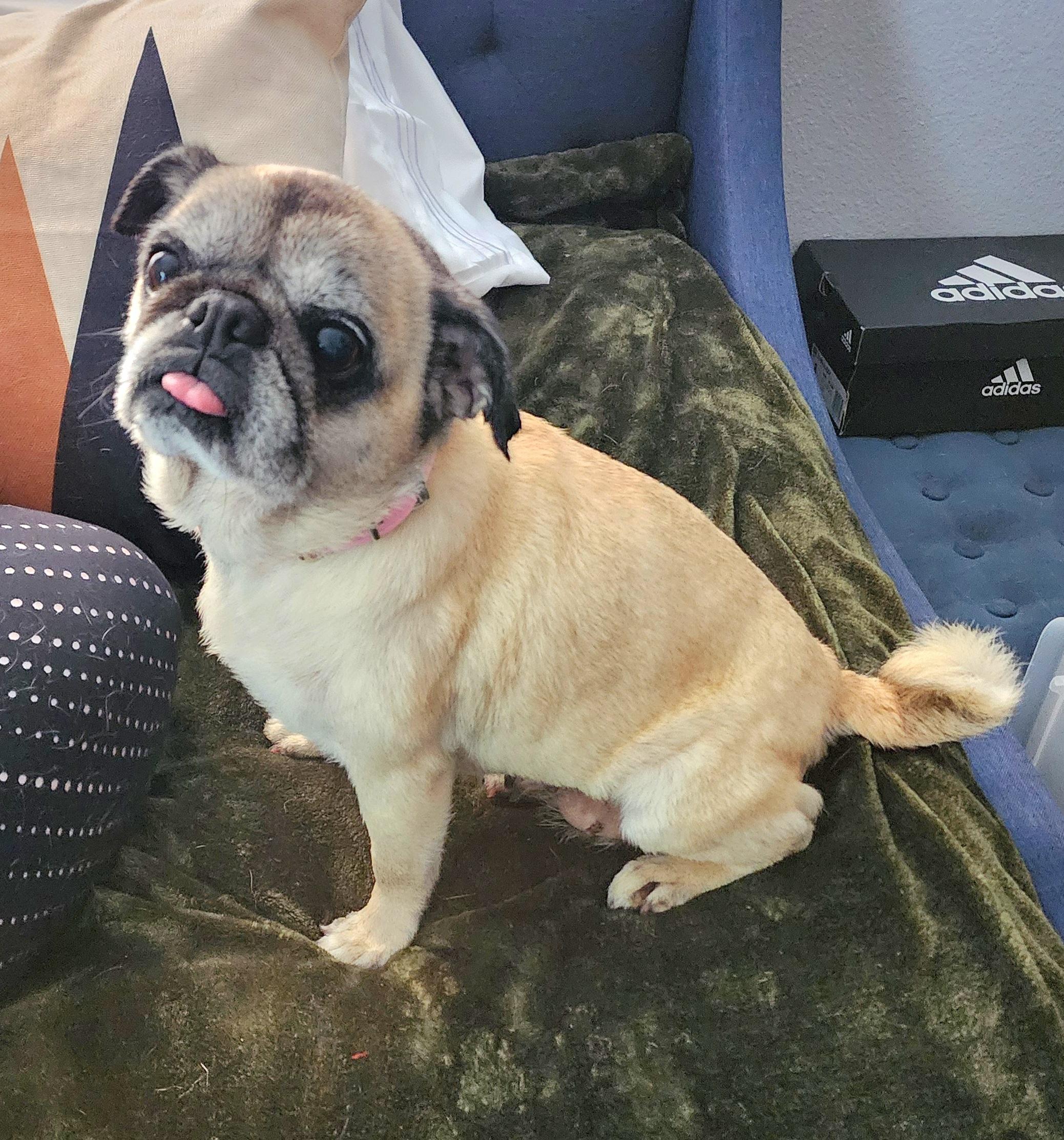 Tali, adopted, Senior Female Pug.