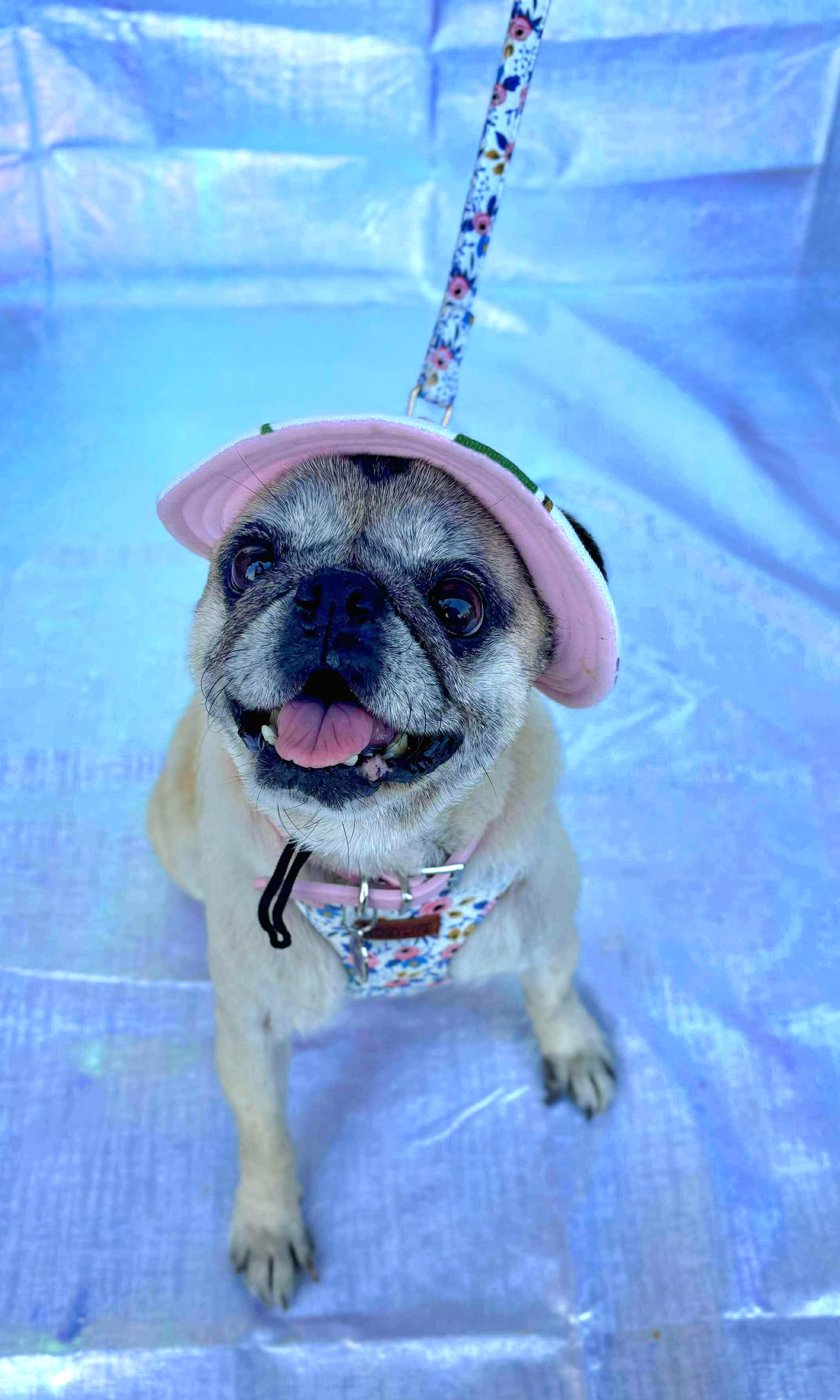Tali, an adopted Pug in Benbrook, TX image 2/3