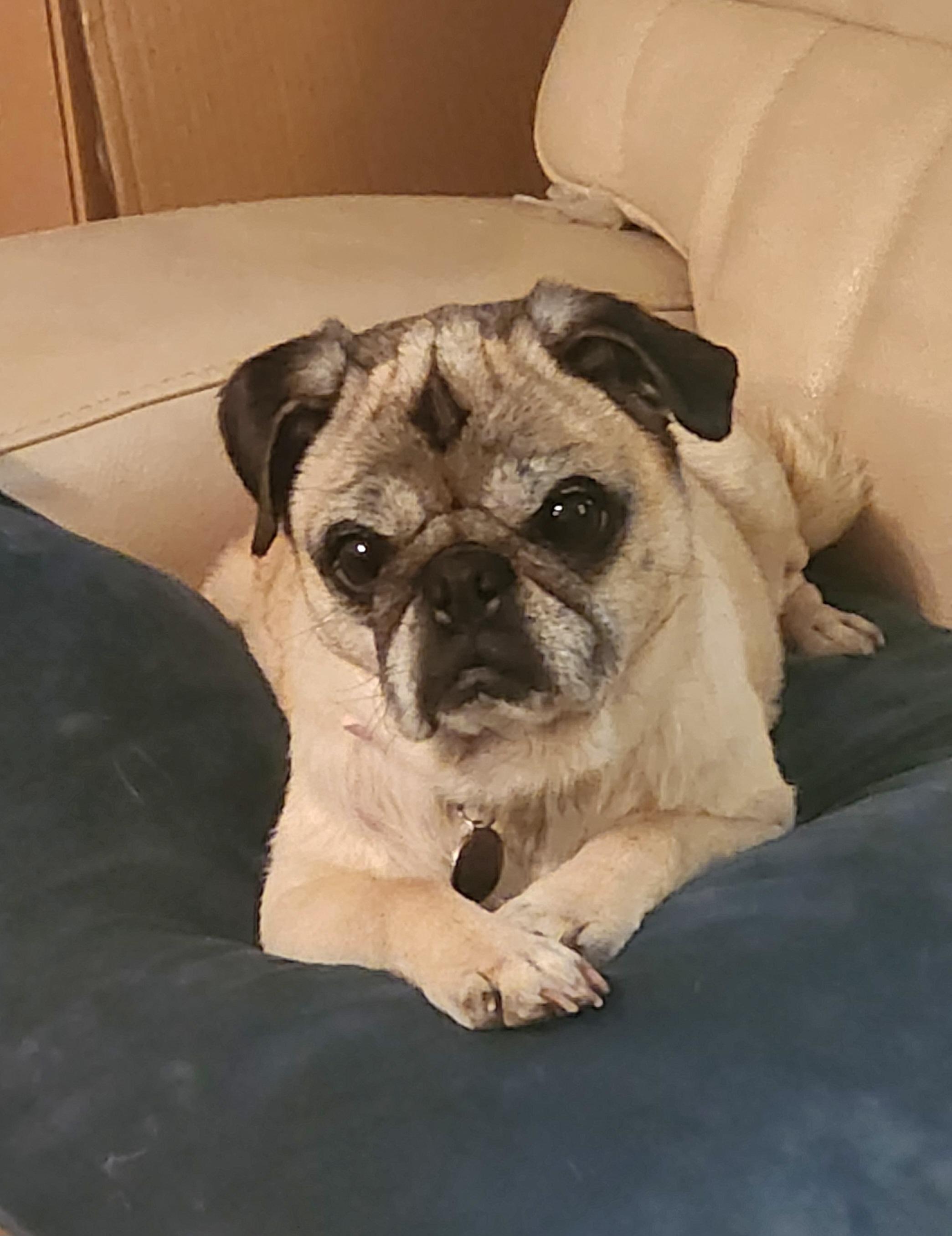 Tali, an adopted Pug in Benbrook, TX image 3/3