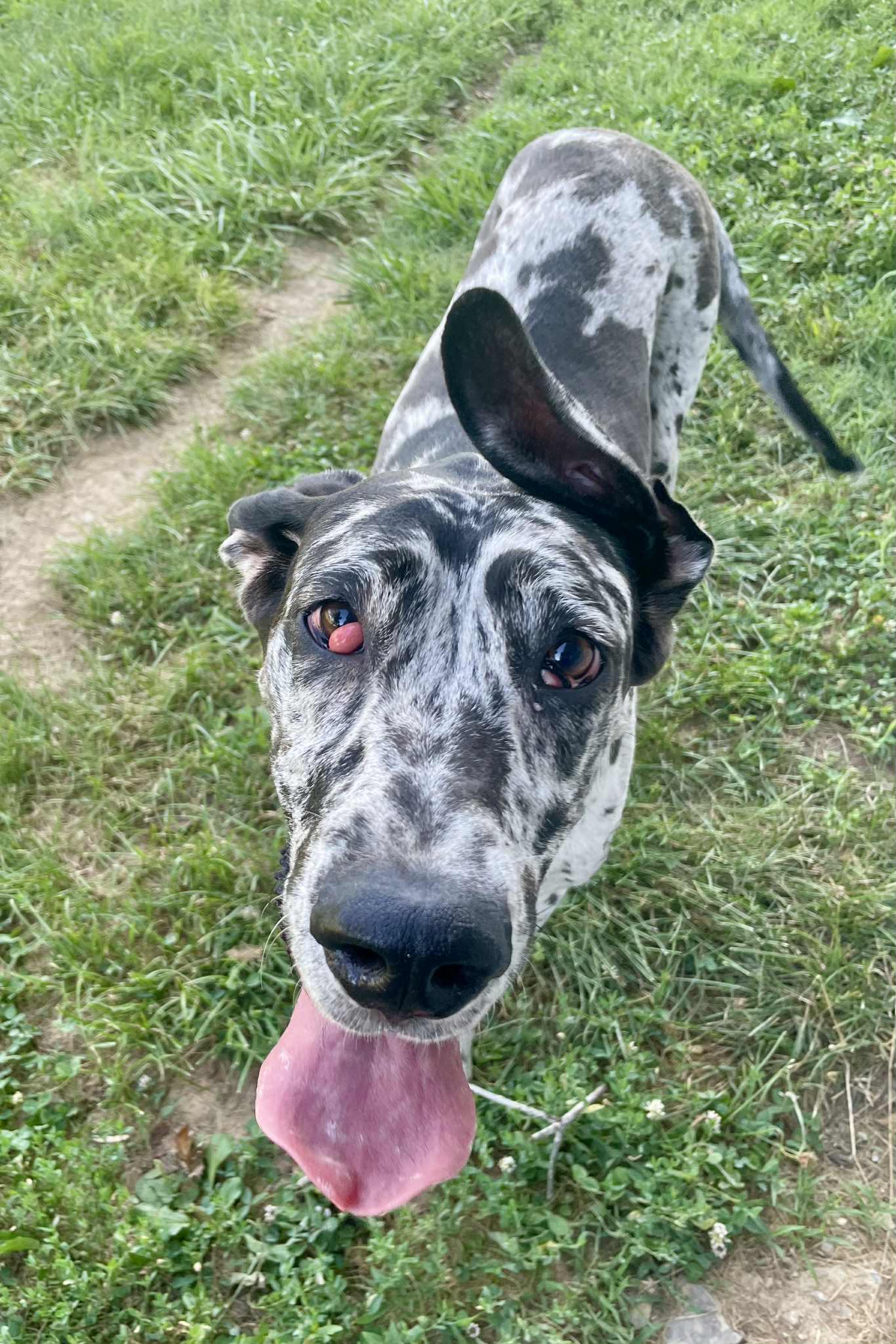 Holly, Adopted, Young Female Great Dane.