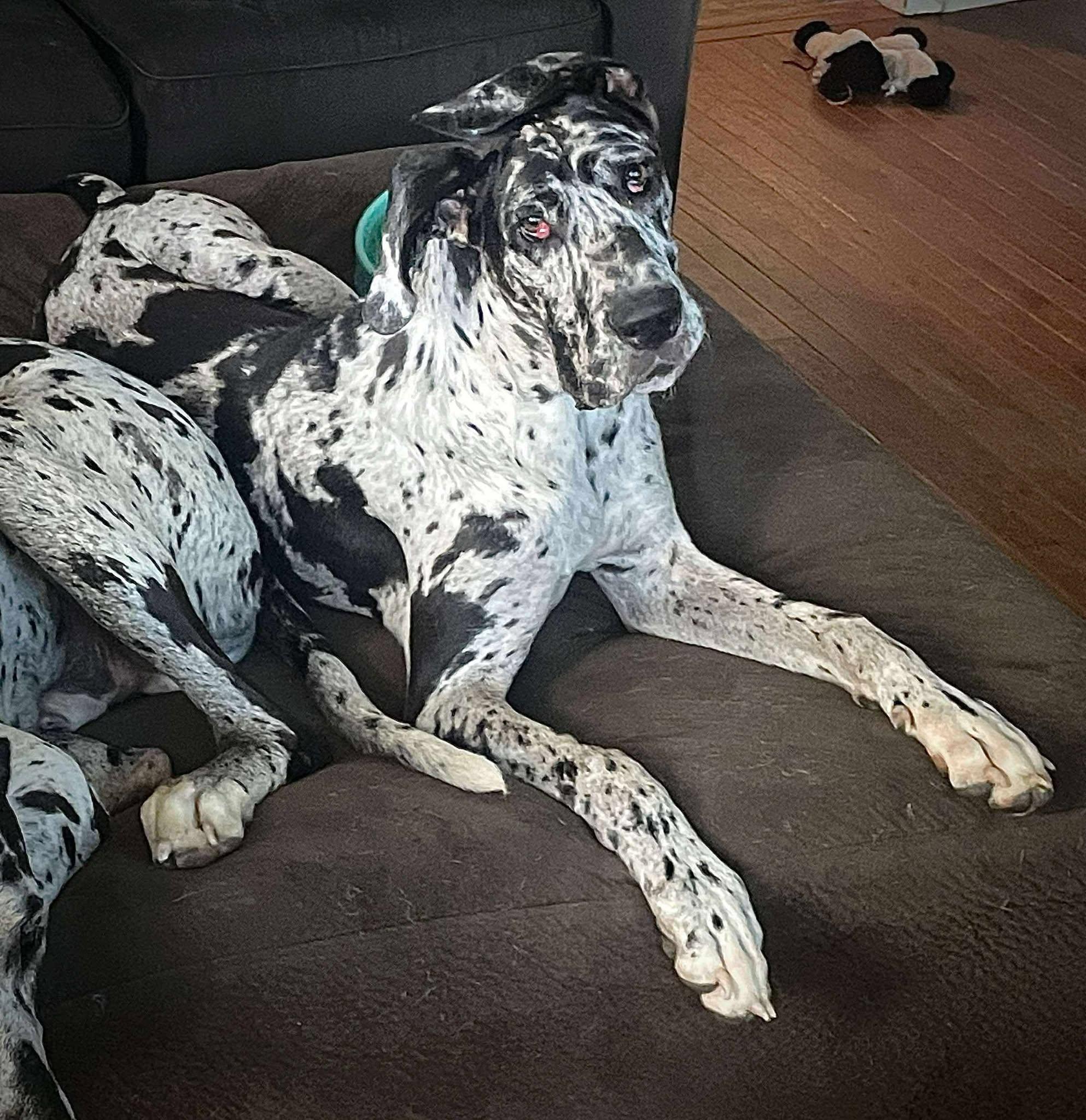 Holly, a Adopted Great Dane in Frankfort, KY image 2/2