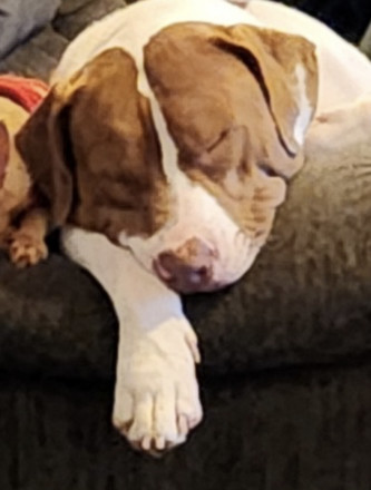 Sully photo 4