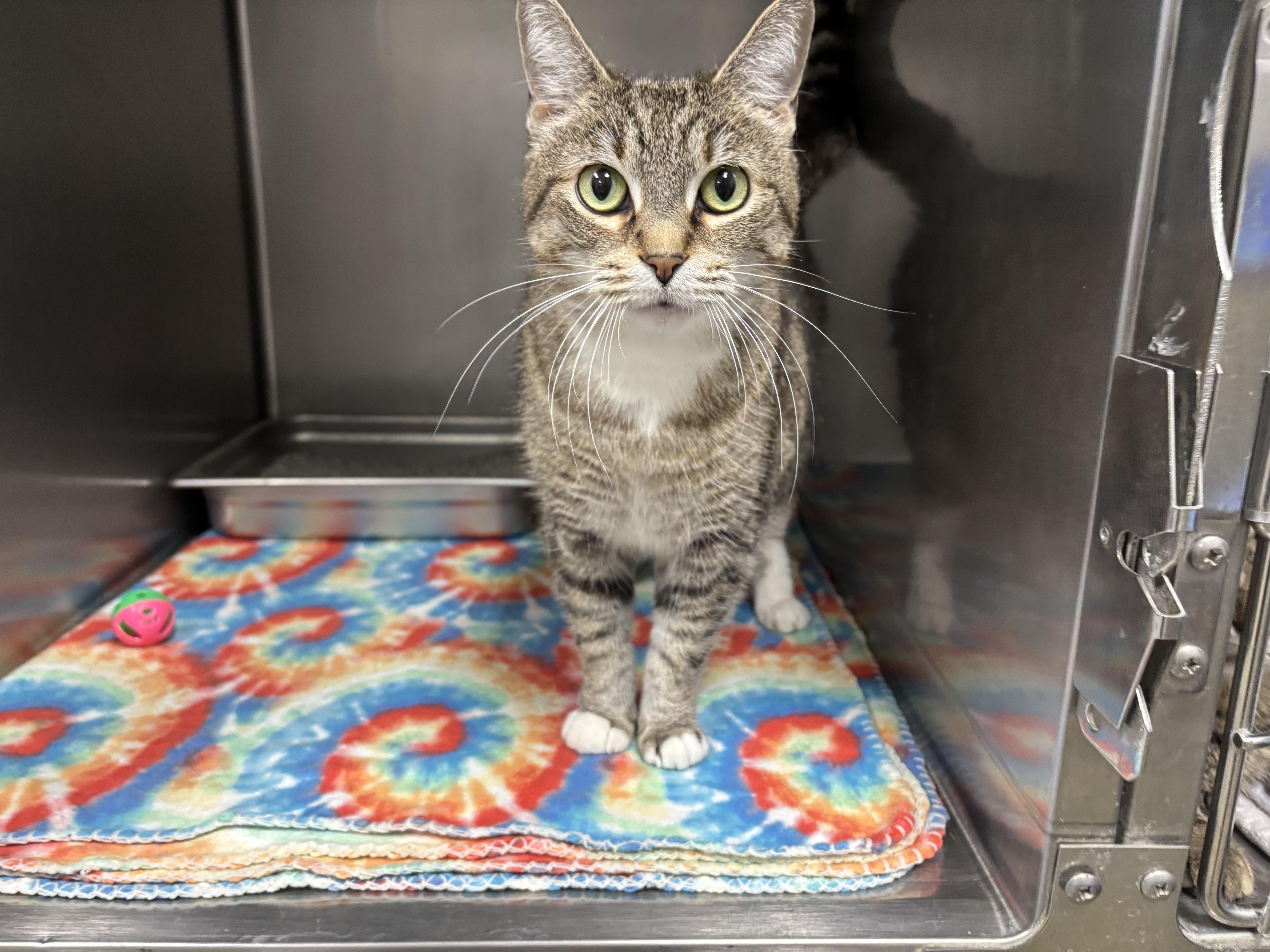 Enlarge Noel, a Adoptable Domestic Short Hair in Frankfort, IN image 5/6