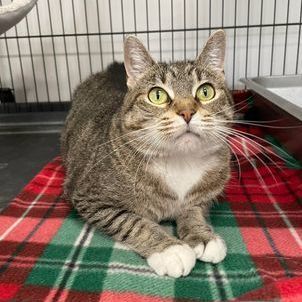 Enlarge Noel, a Adoptable Domestic Short Hair in Frankfort, IN image 6/6