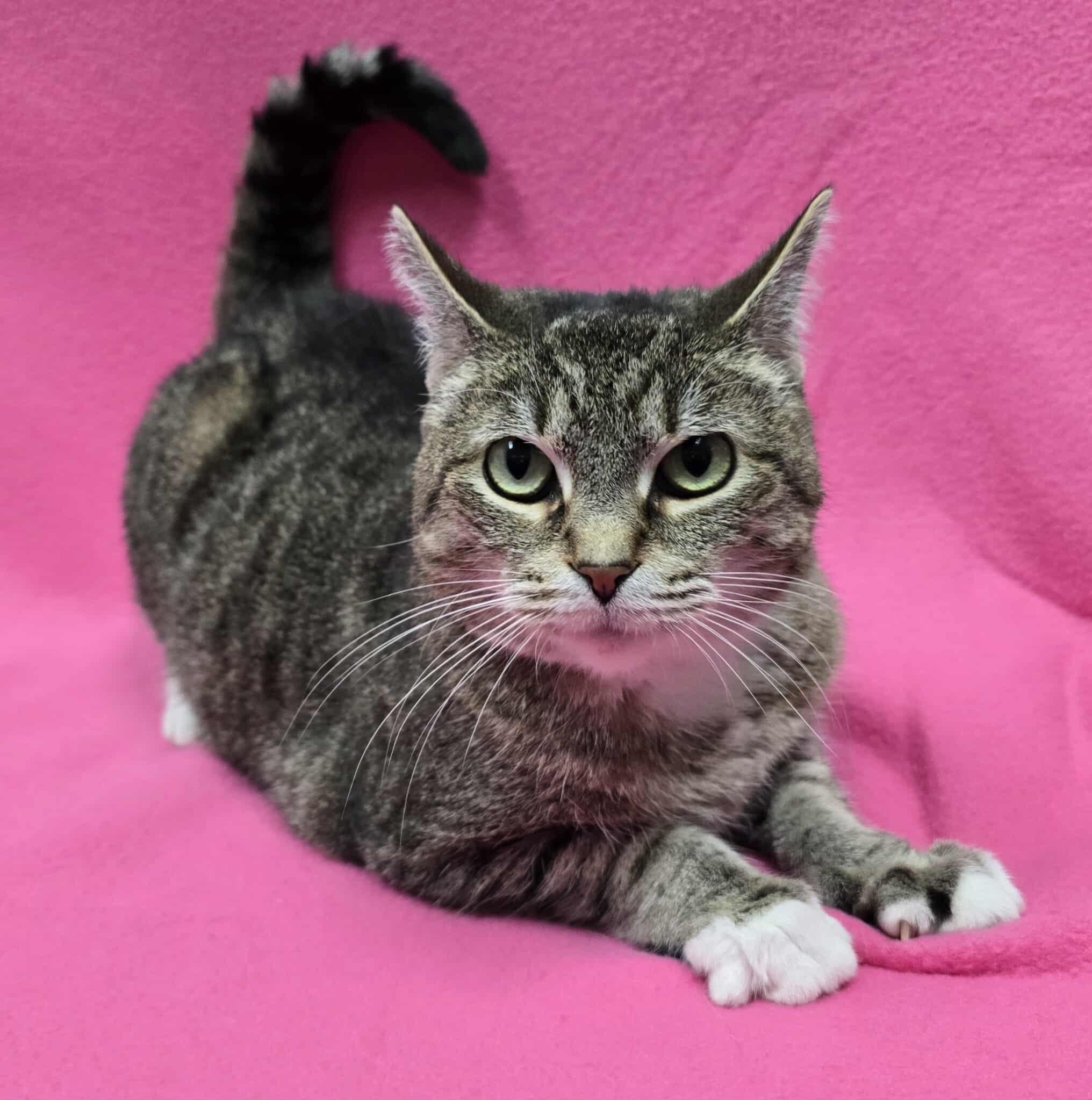 Enlarge Noel, a Adoptable Domestic Short Hair in Frankfort, IN image 4/6
