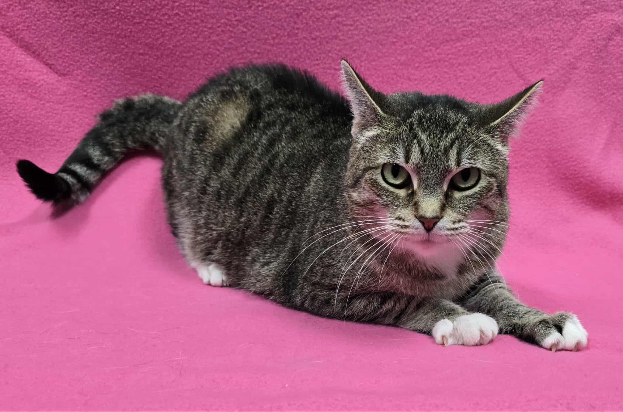 Enlarge Noel, a Adoptable Domestic Short Hair in Frankfort, IN image 3/6