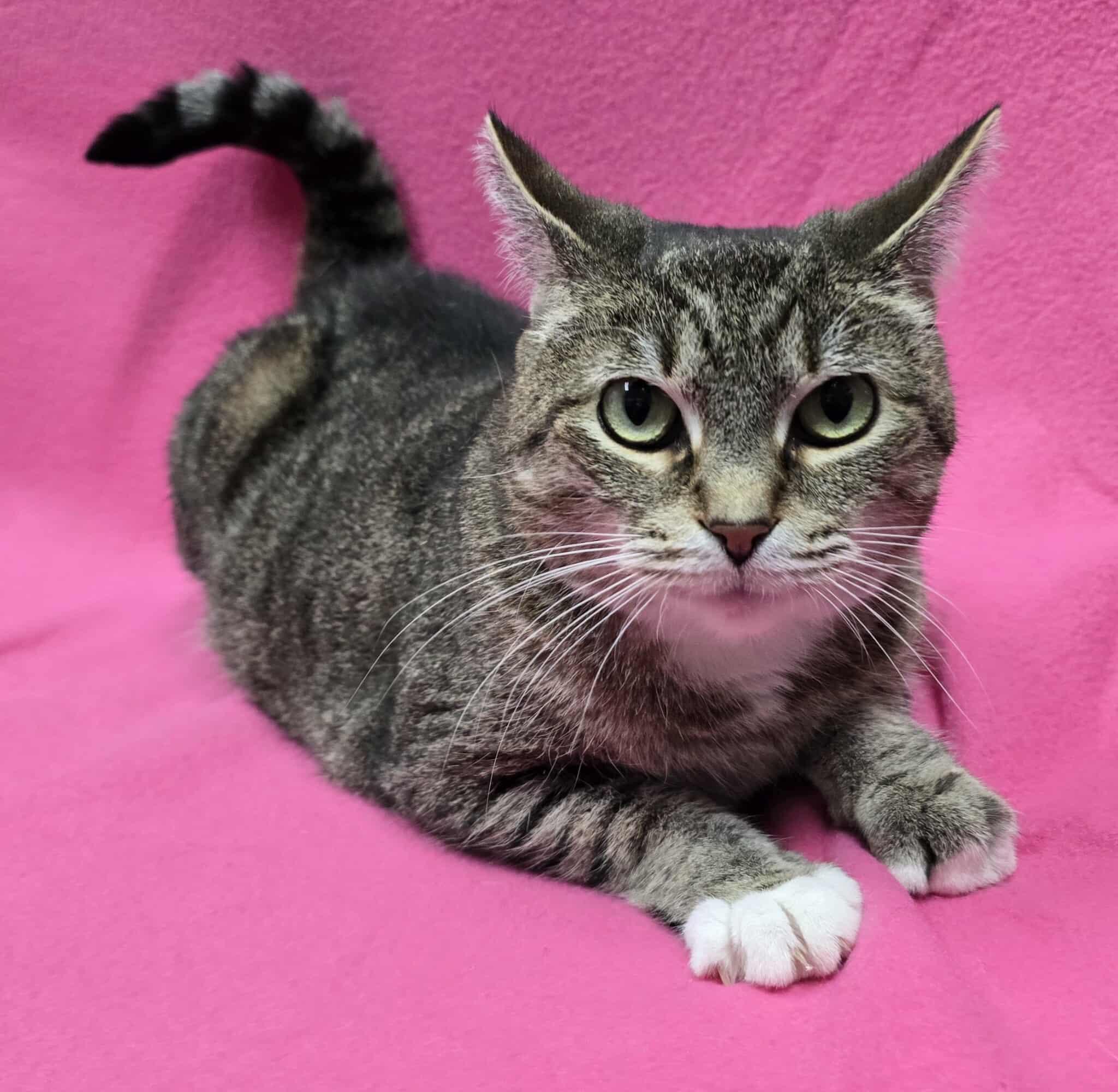 Noel, Adoptable, Senior Female Domestic Short Hair.