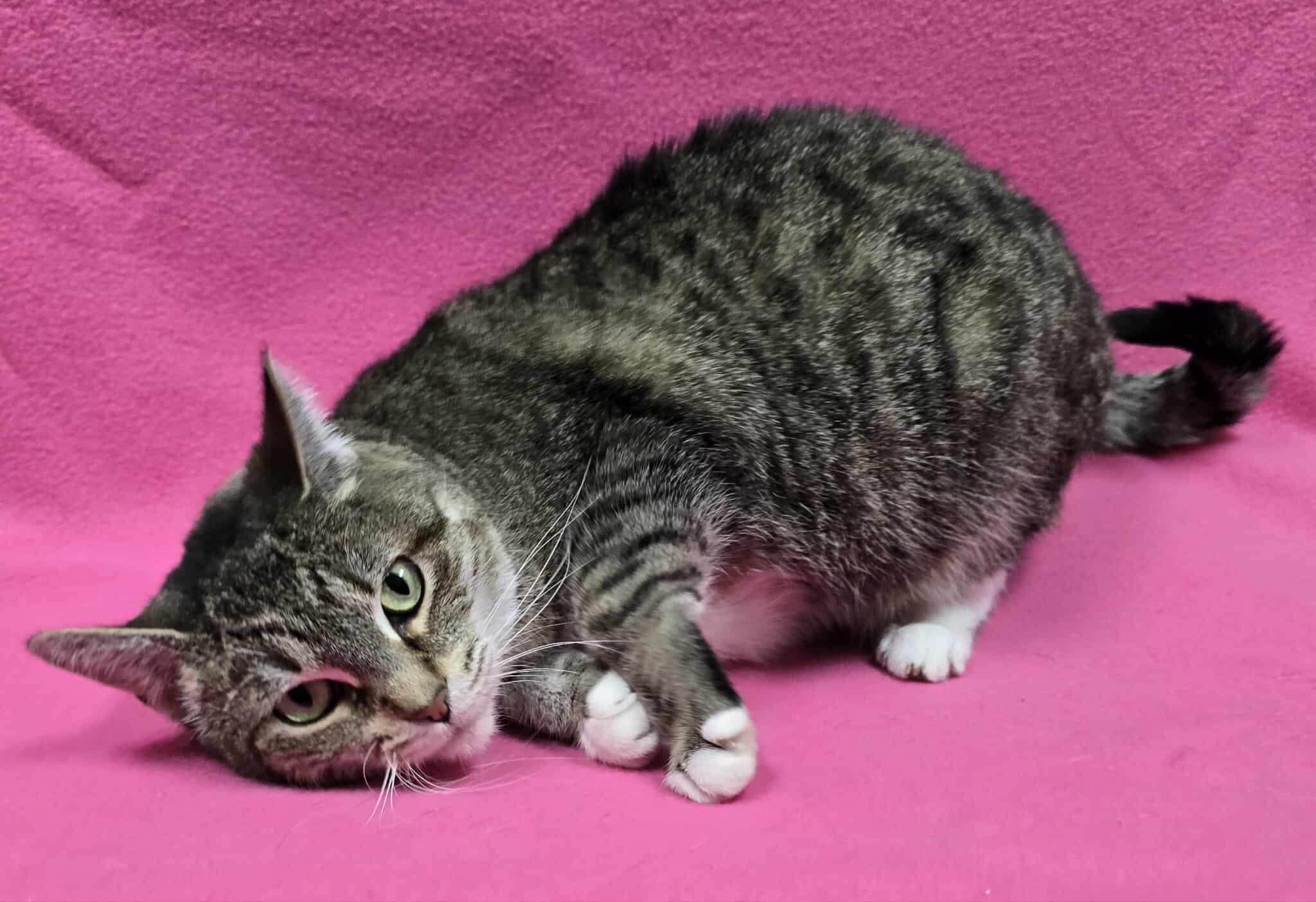 Enlarge Noel, a Adoptable Domestic Short Hair in Frankfort, IN image 2/6