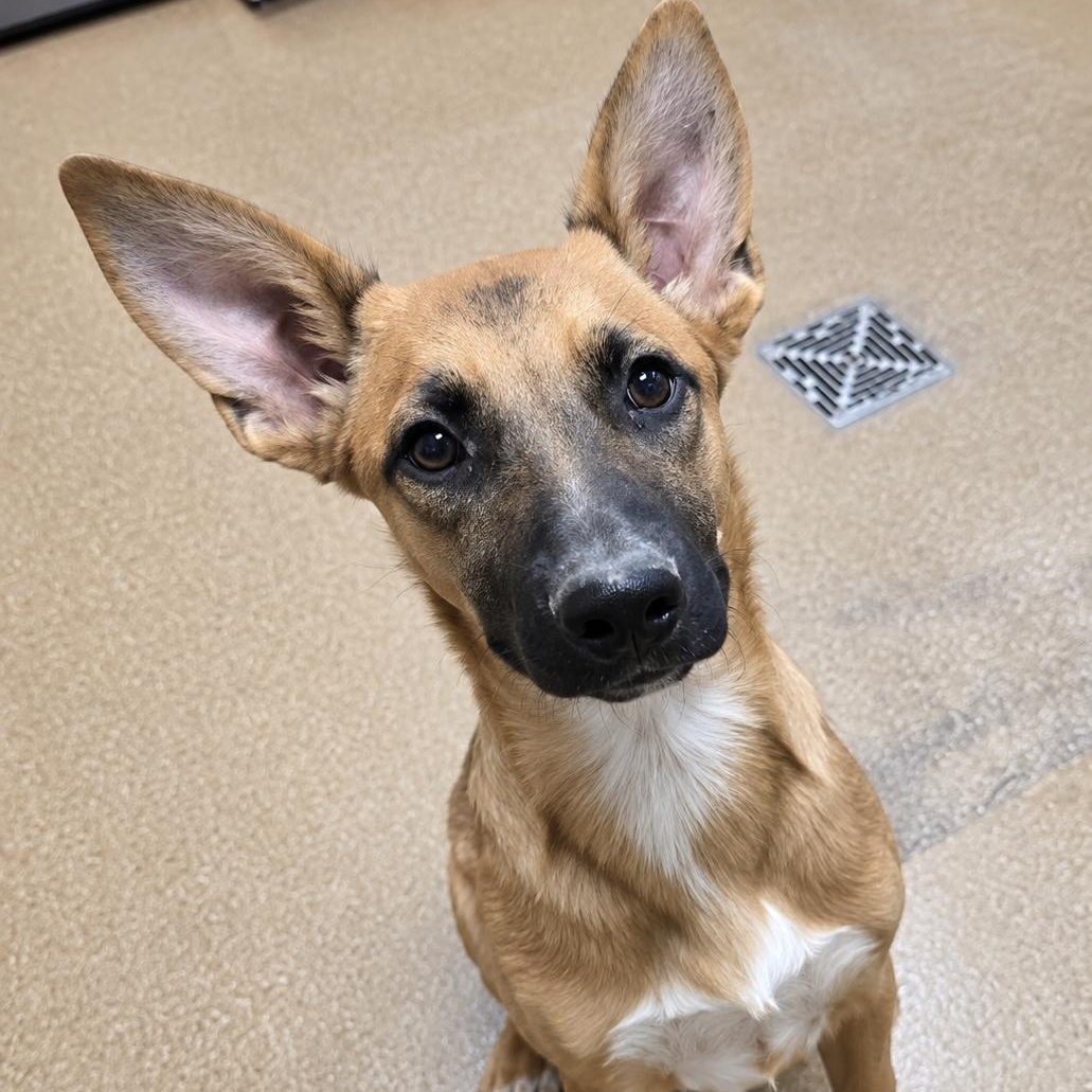 Maya, Adoptable, Puppy Female Belgian Shepherd / Malinois.