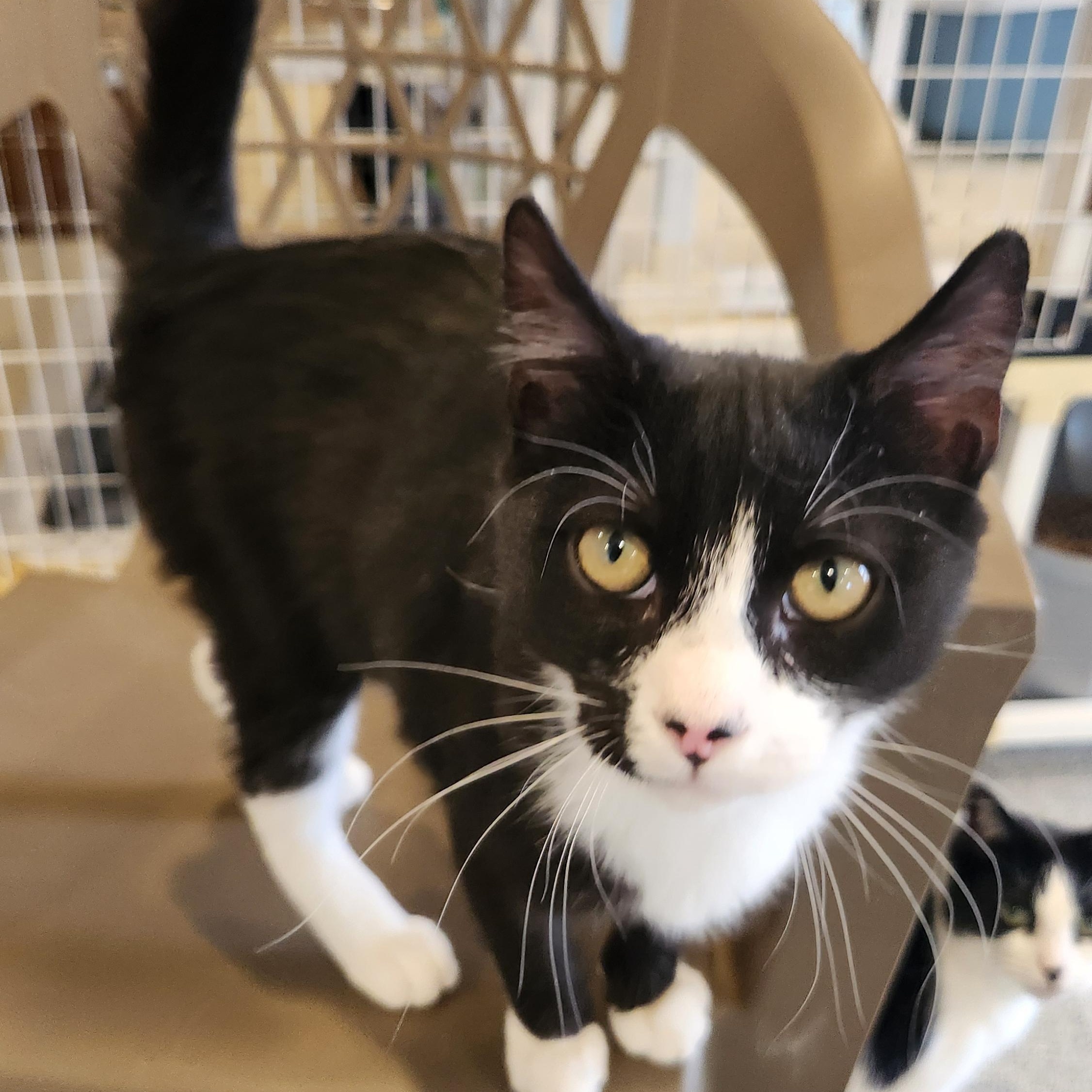 Enlarge Francis, a ADOPTABLE Tuxedo in Clifton, NJ image 1/3