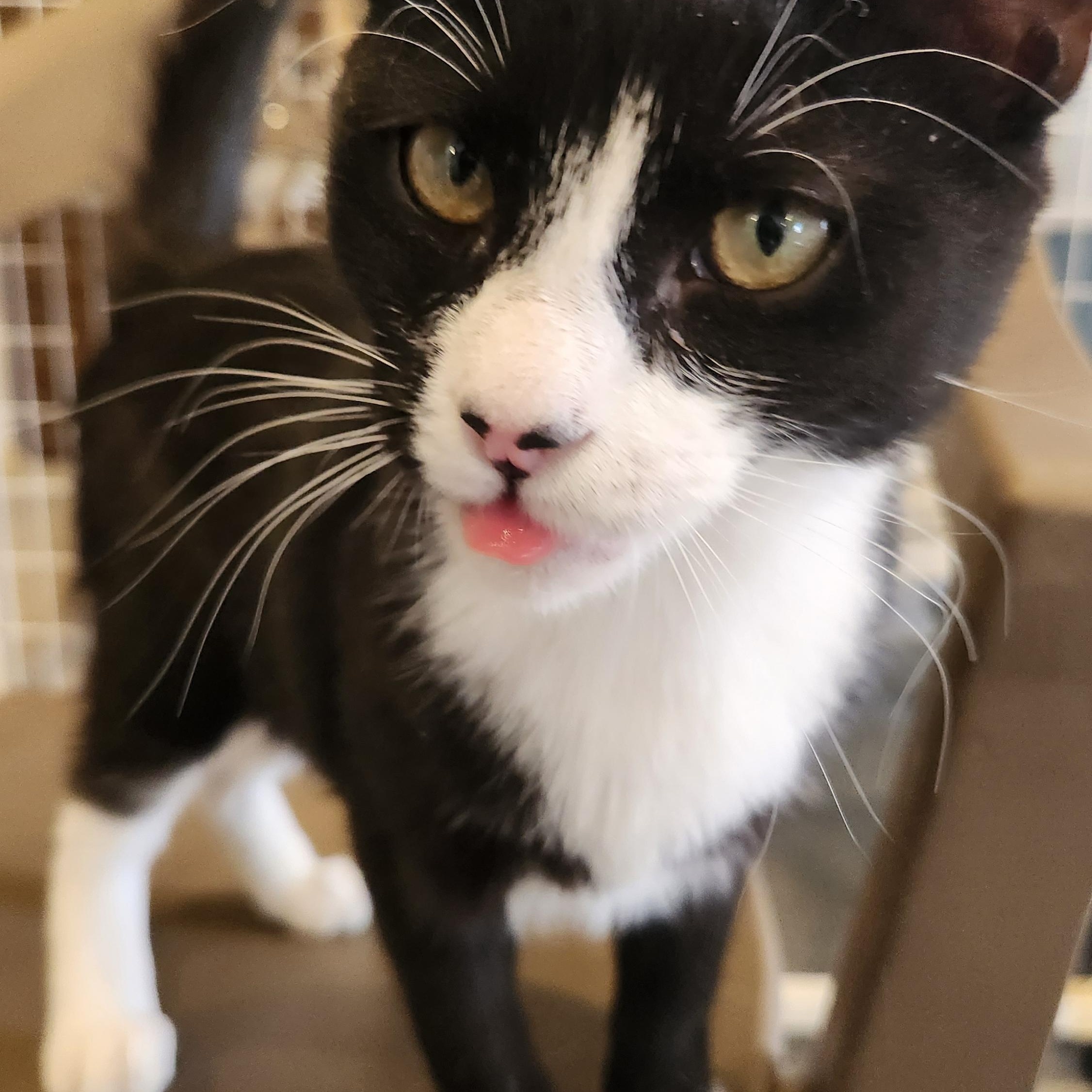 Enlarge Francis, a ADOPTABLE Tuxedo in Clifton, NJ image 3/3