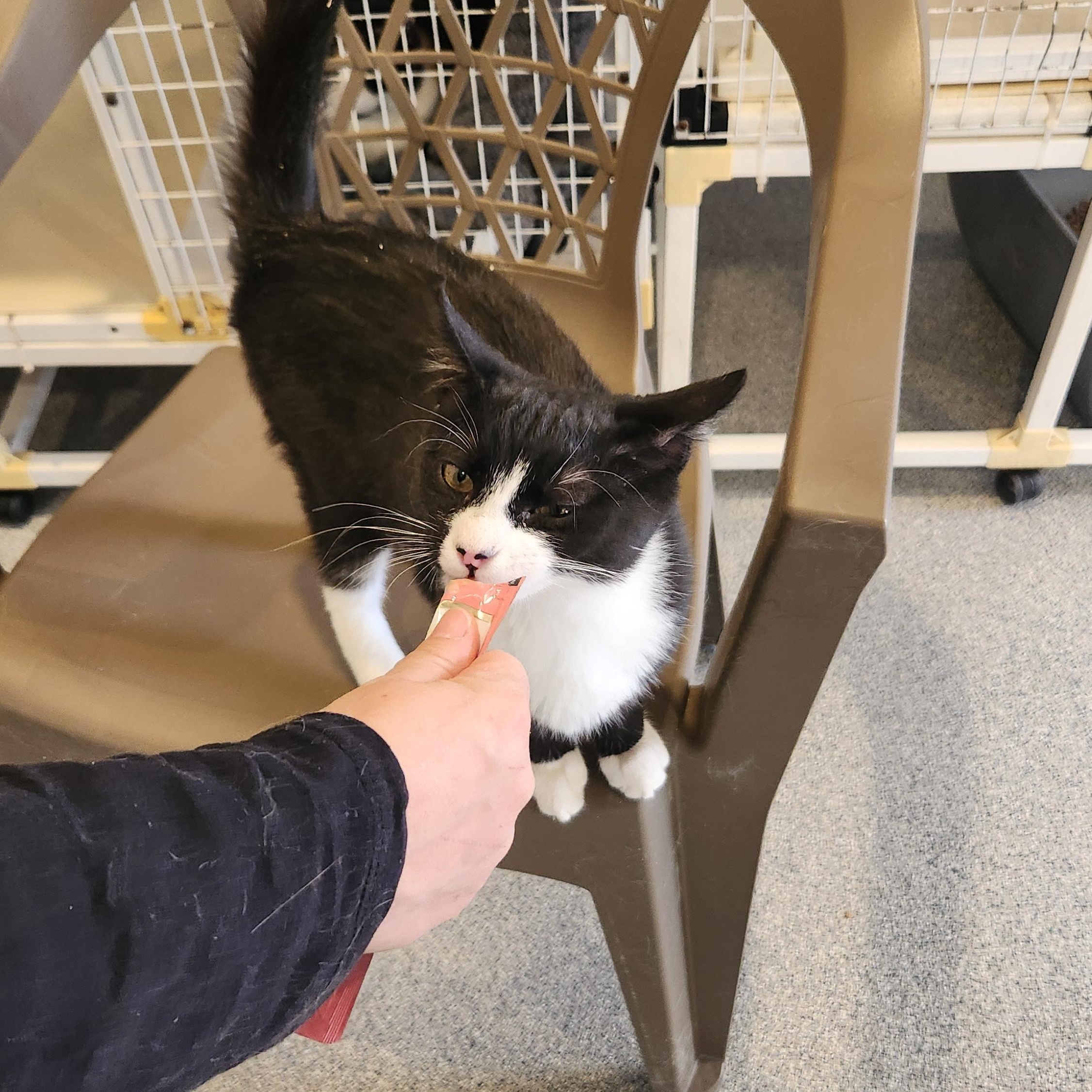 Enlarge Francis, a ADOPTABLE Tuxedo in Clifton, NJ image 2/3