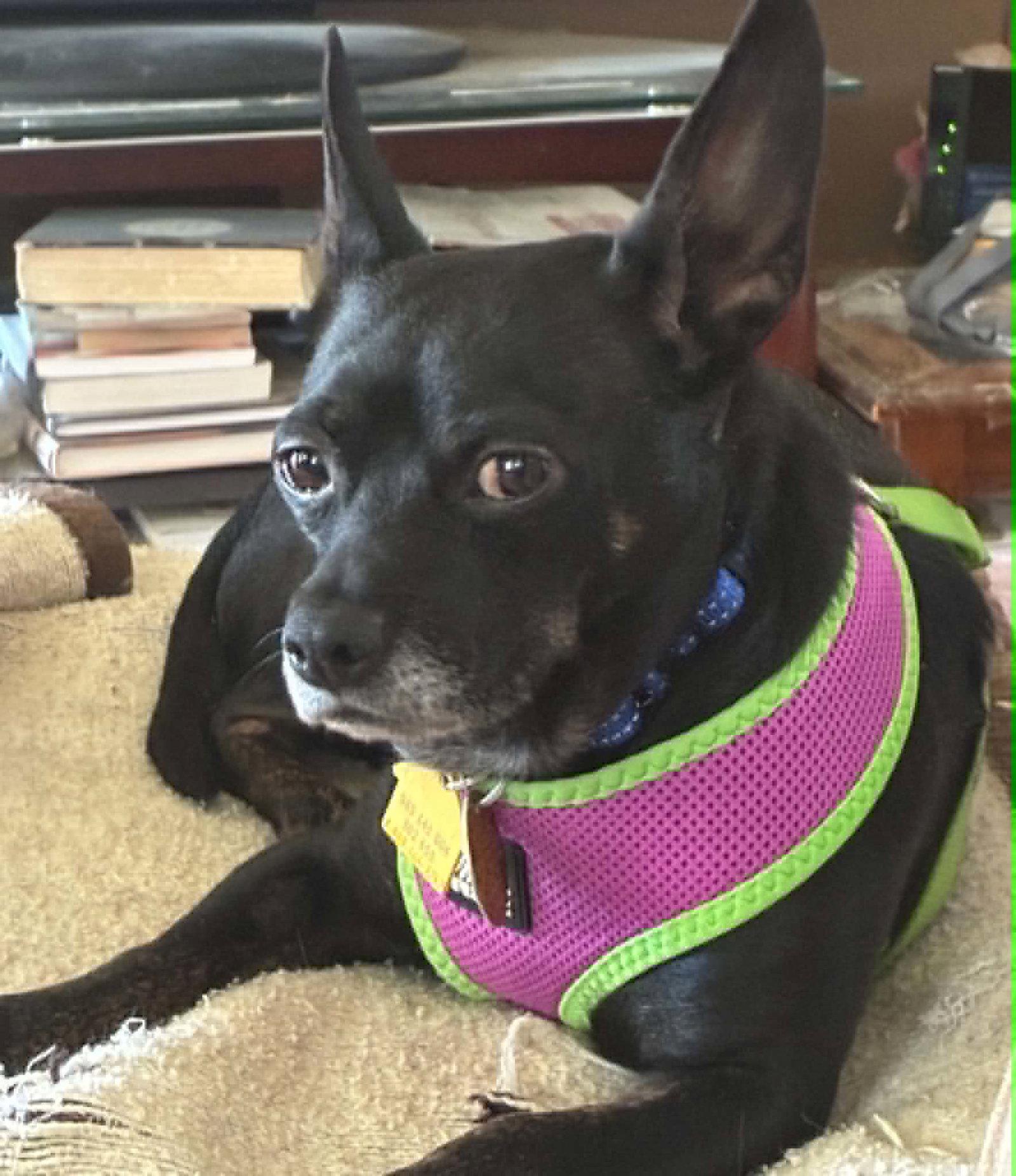 Enlarge Carbon, a Adoptable Chihuahua in Topeka, KS image 1/1