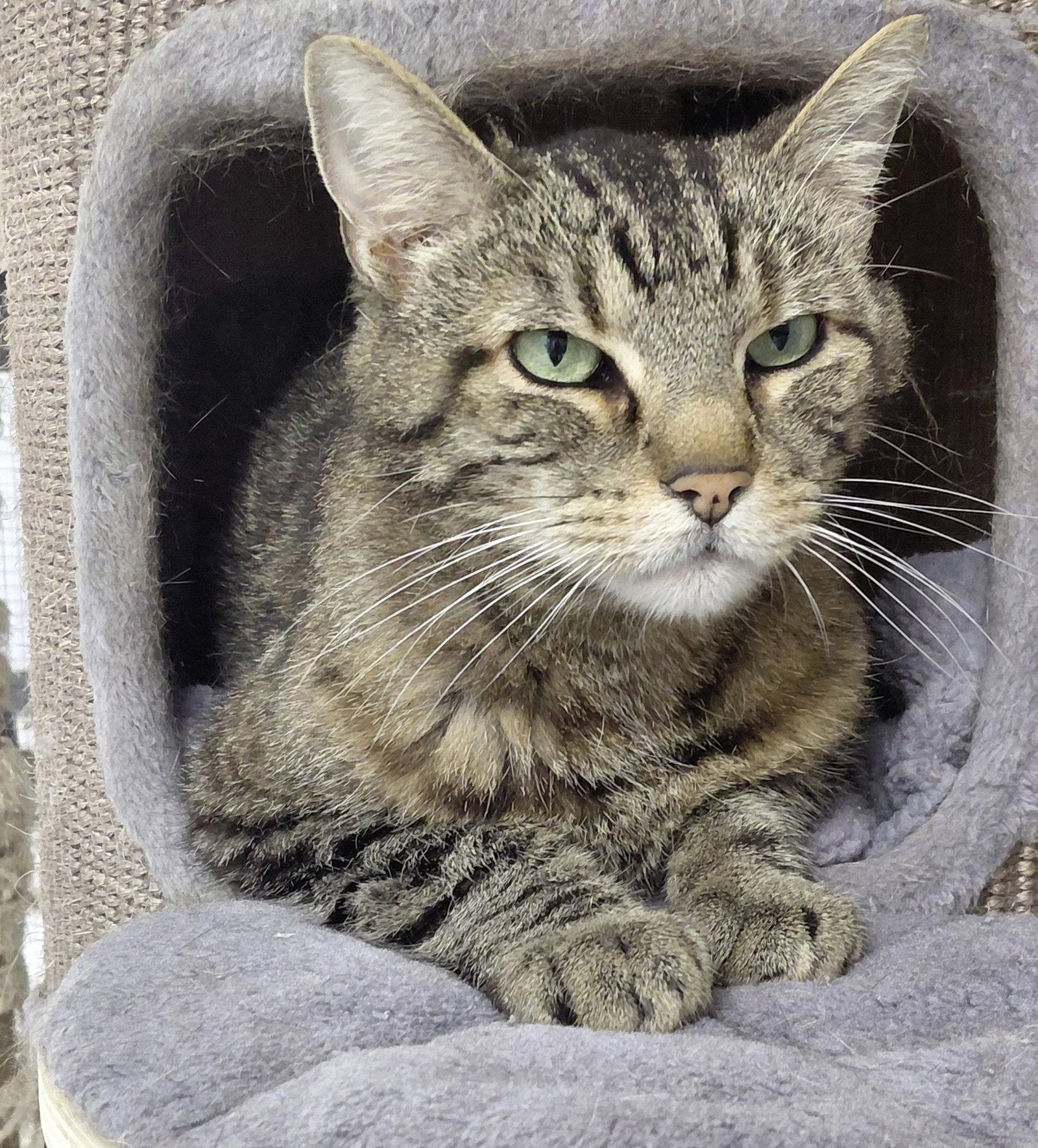 Cleo, Adoptable, Adult Female Domestic Short Hair & Tabby.