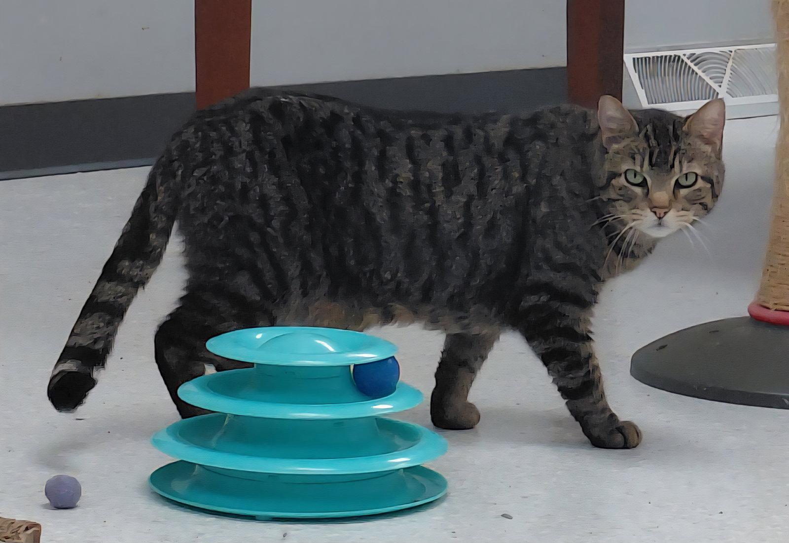 Cleo, Adoptable, Adult Female Domestic Short Hair & Tabby.