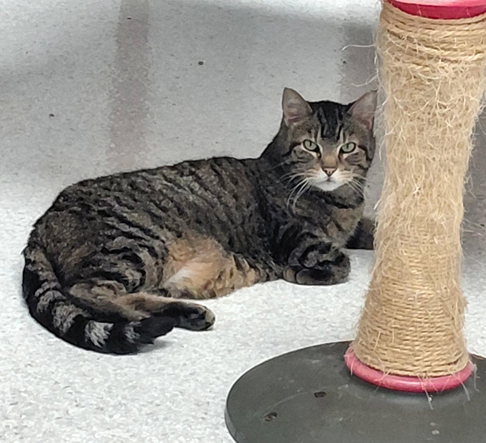 Enlarge Cleo, a Adoptable mixed breed in Montello, WI image 2/3