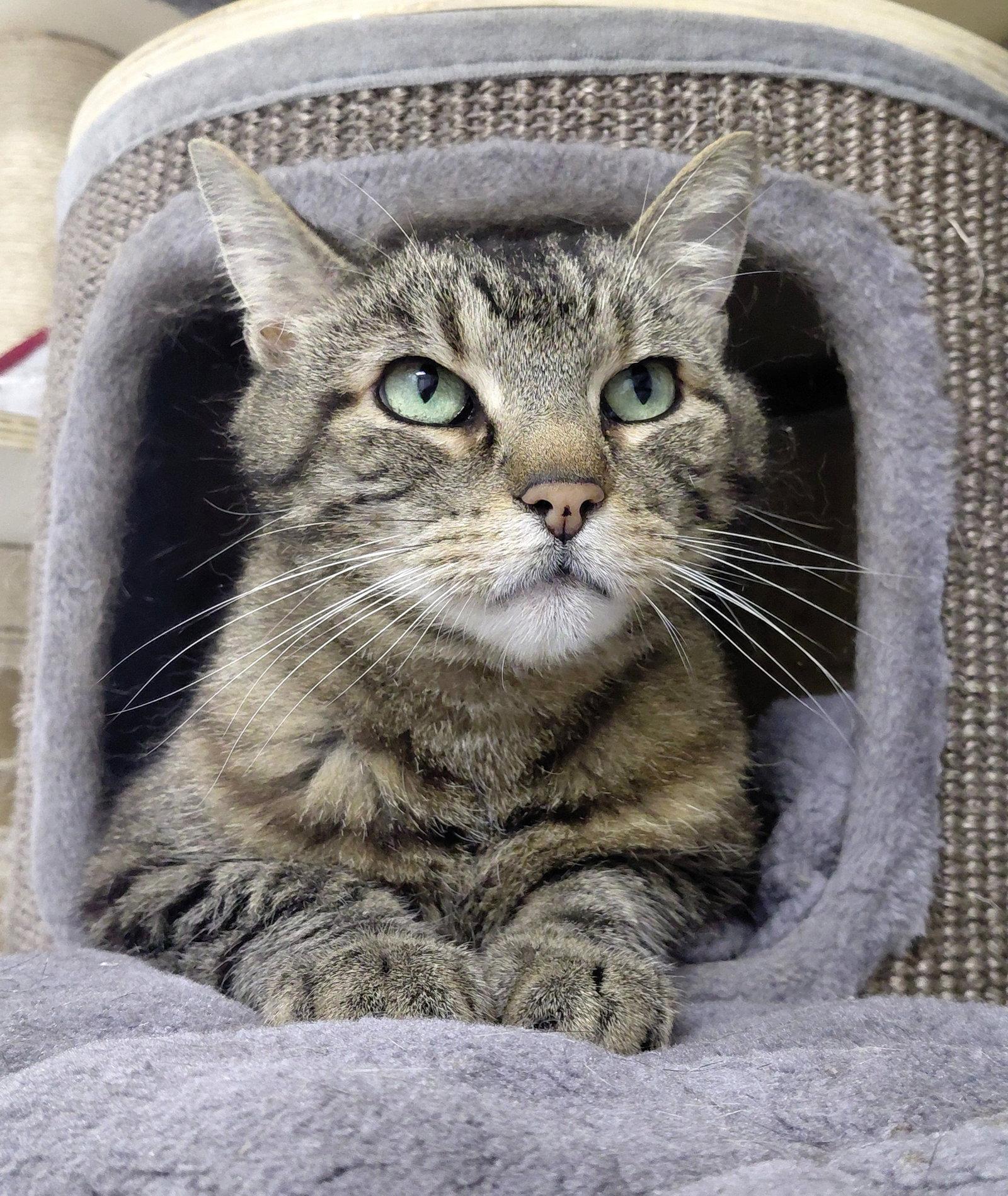 Enlarge Cleo, a Adoptable mixed breed in Montello, WI image 3/3
