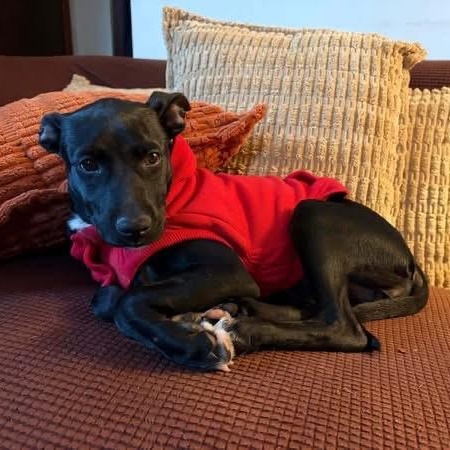 Enlarge Lola, a ADOPTABLE Mixed Breed in North Vancouver, BC image 1/5