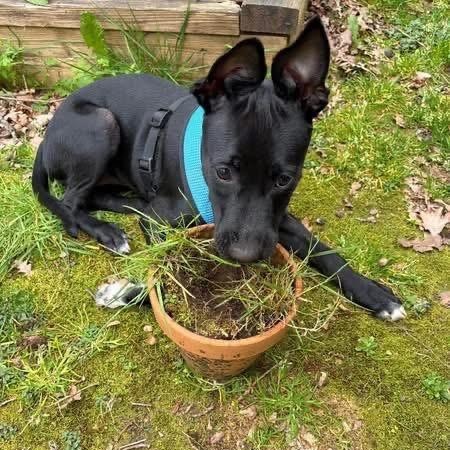 Enlarge Lola, a ADOPTABLE Mixed Breed in North Vancouver, BC image 2/5