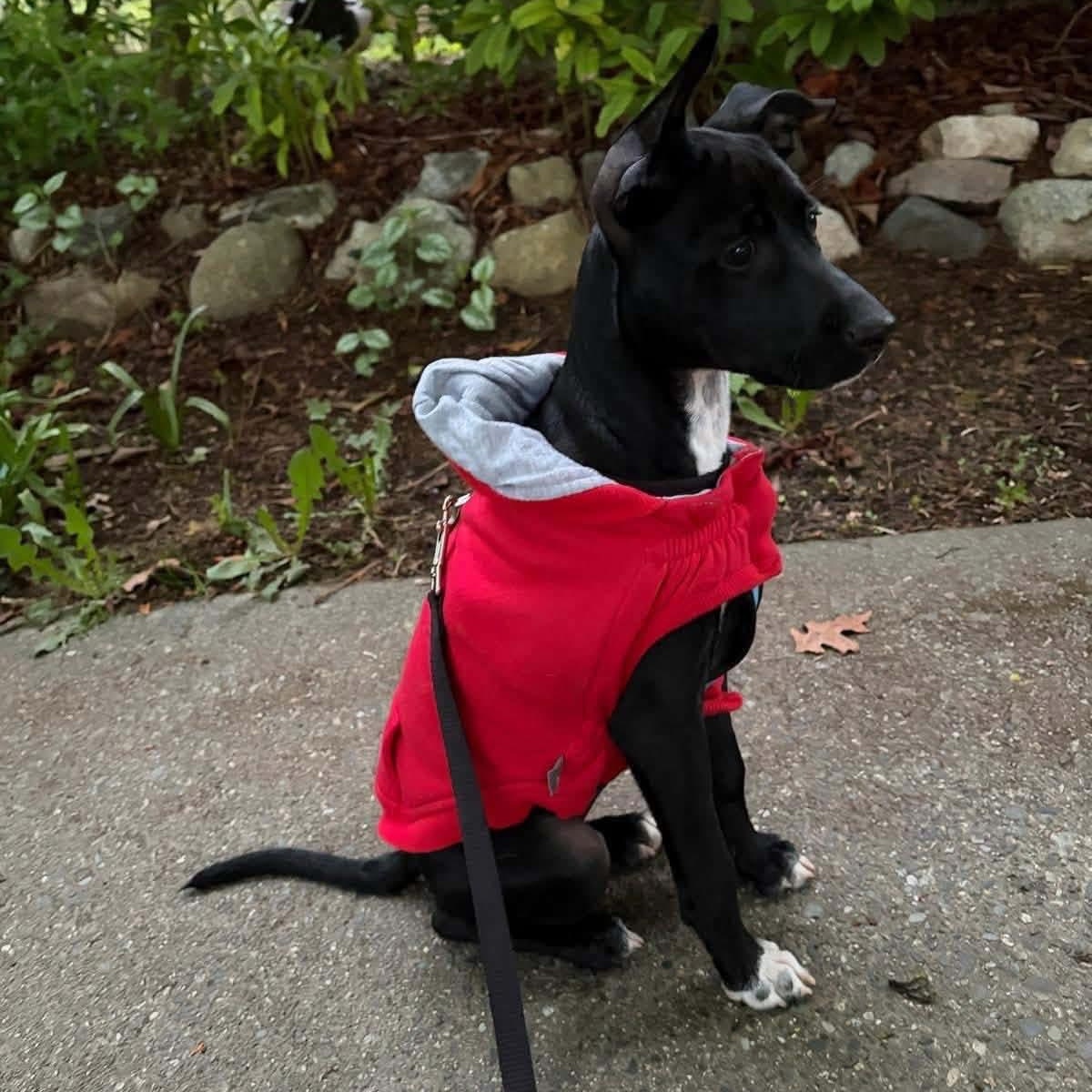 Enlarge Lola, a ADOPTABLE Mixed Breed in North Vancouver, BC image 4/5