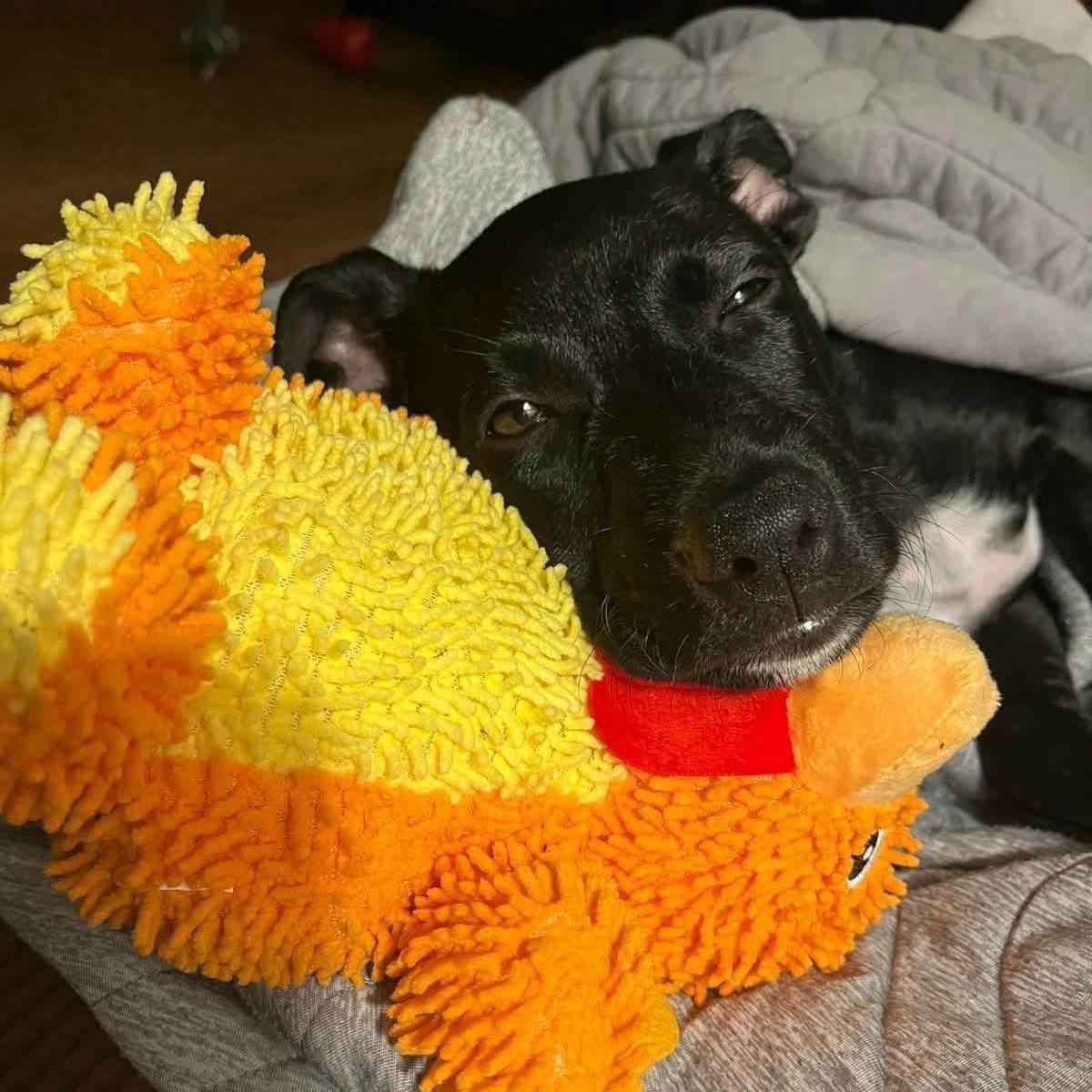 Enlarge Lola, a ADOPTABLE Mixed Breed in North Vancouver, BC image 5/5
