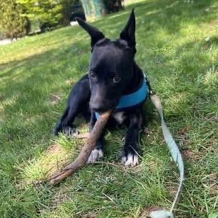 Enlarge Lola, a ADOPTABLE Mixed Breed in North Vancouver, BC image 3/5