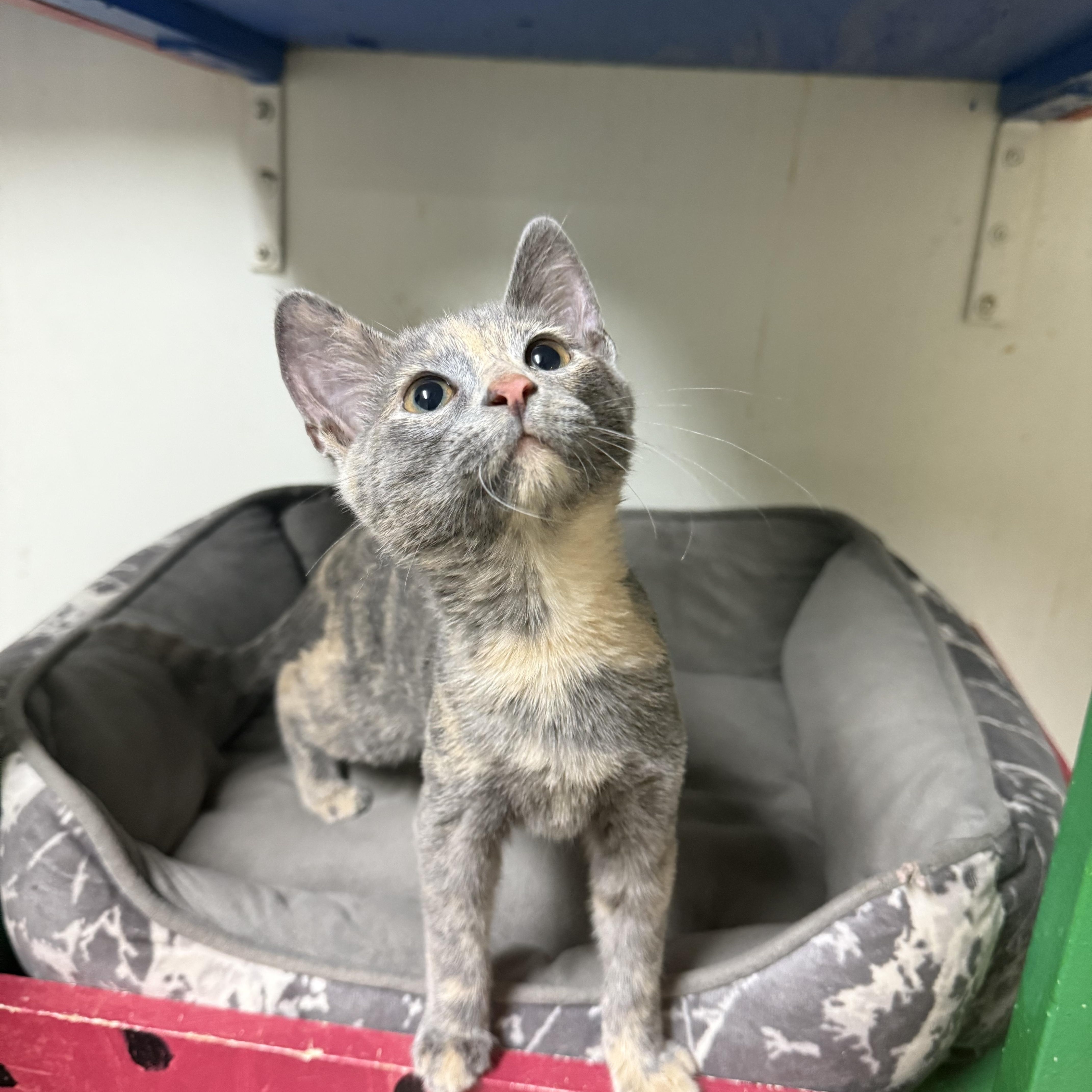 Melody, ADOPTABLE, Kitten Female Domestic Short Hair.