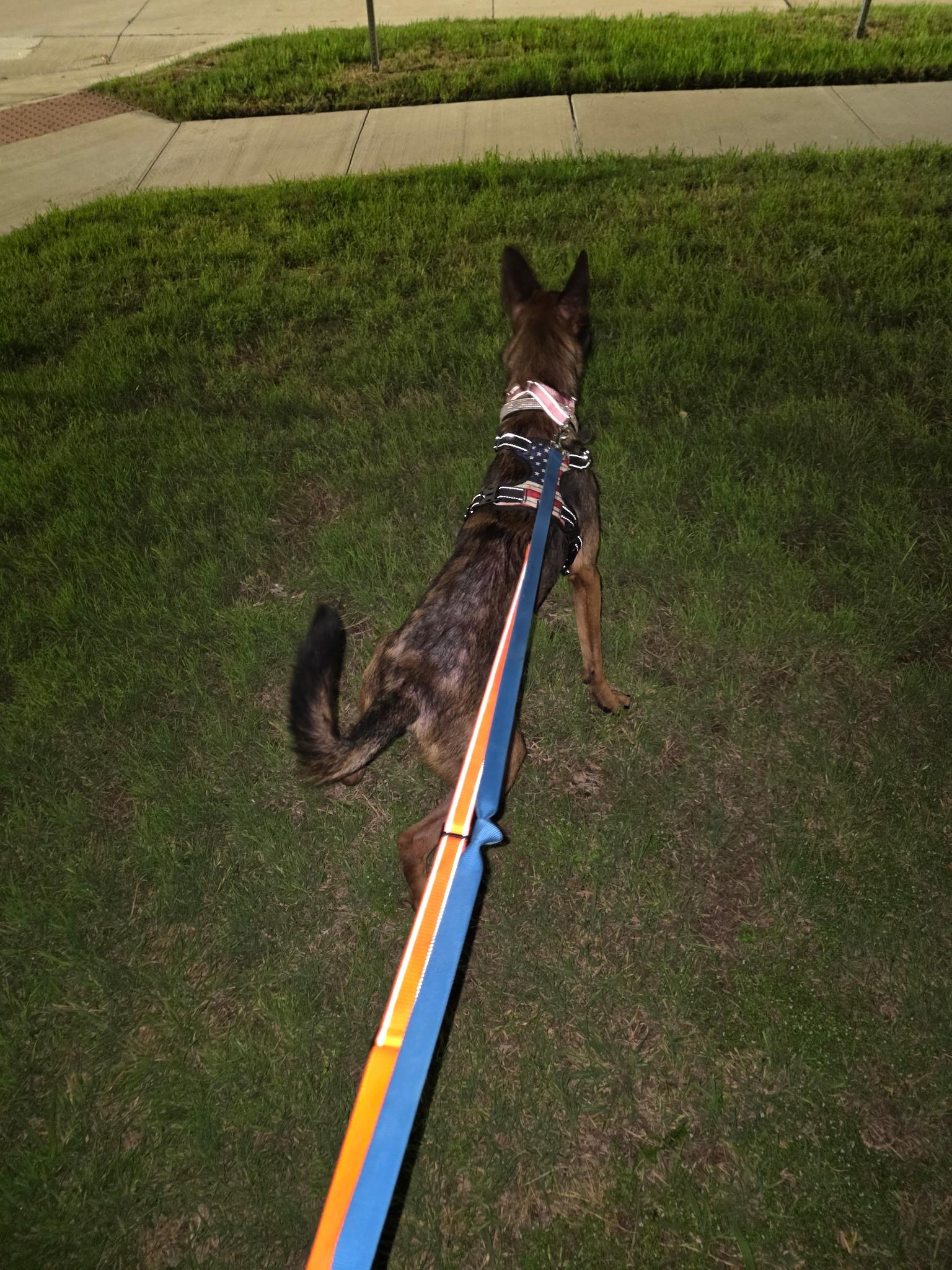 Ripley, an adopted Belgian Shepherd / Malinois in Plano, TX image 3/3