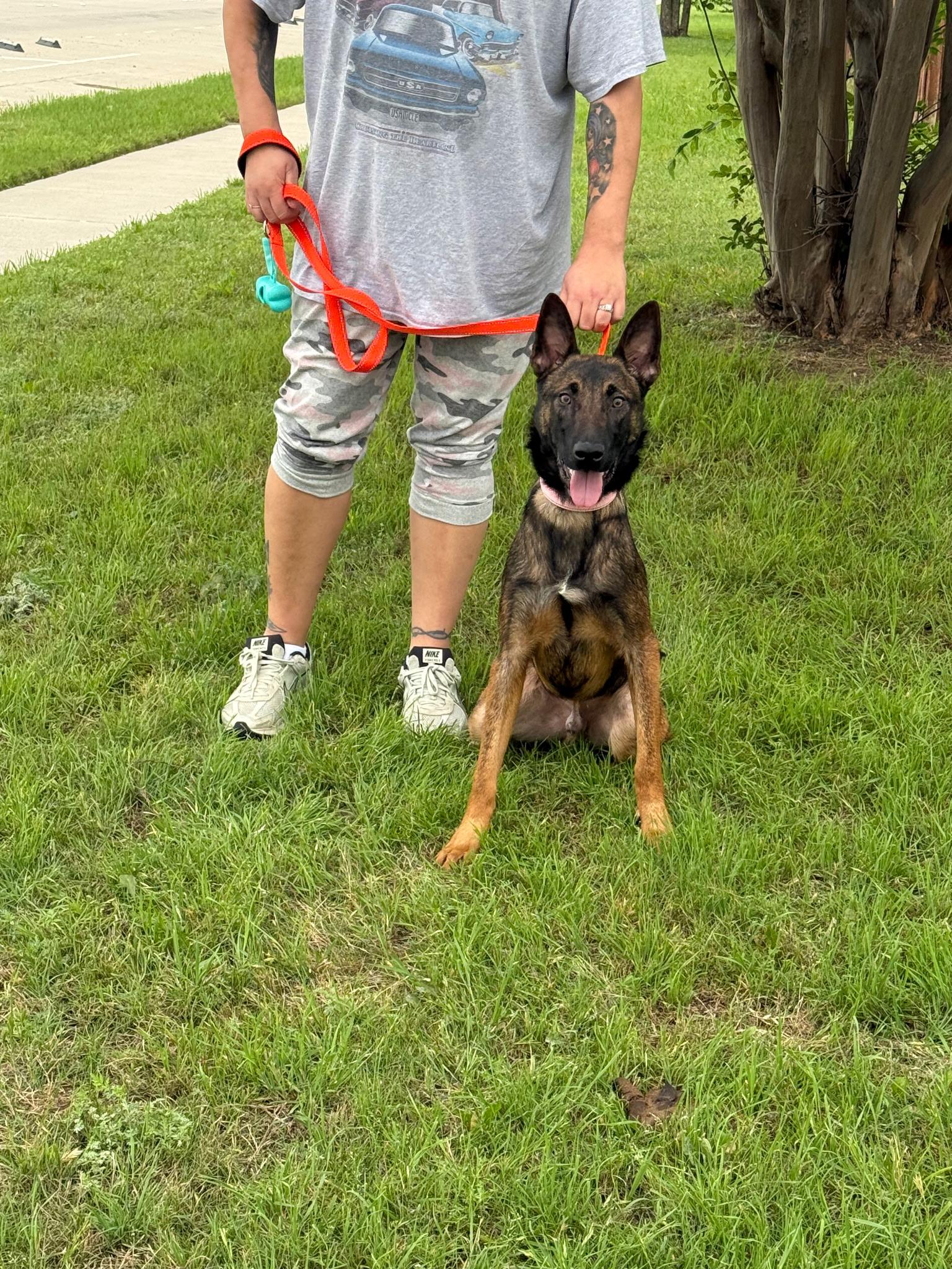 Ripley, an adopted Belgian Shepherd / Malinois in Plano, TX image 1/3