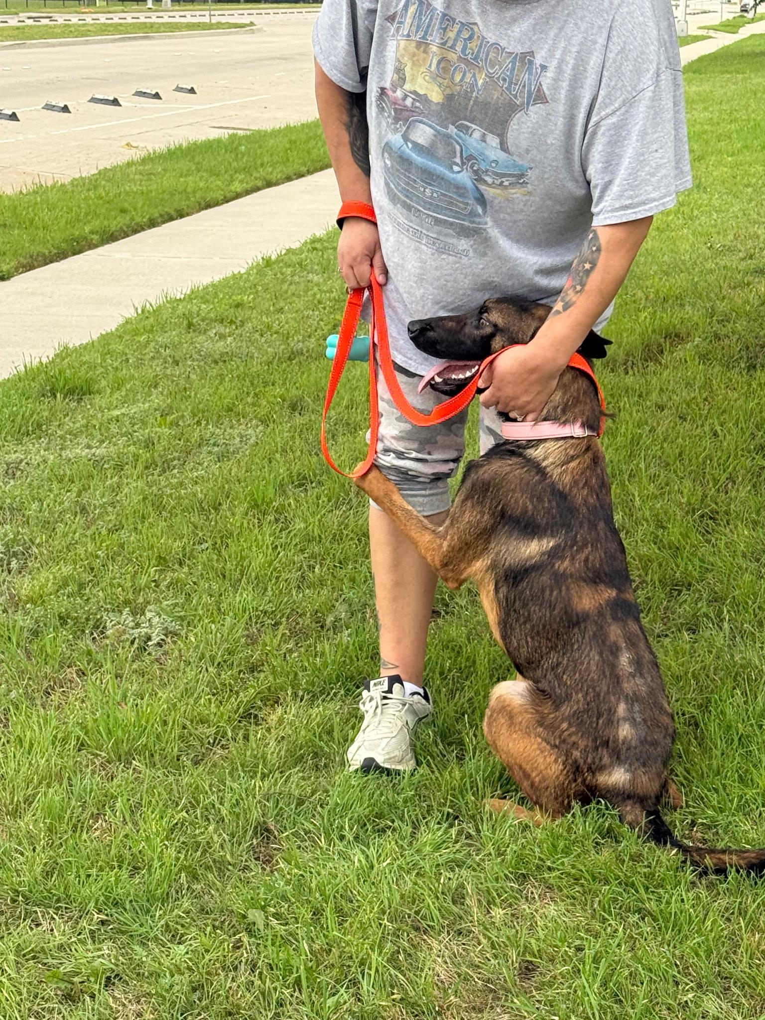Ripley, an adopted Belgian Shepherd / Malinois in Plano, TX image 2/3