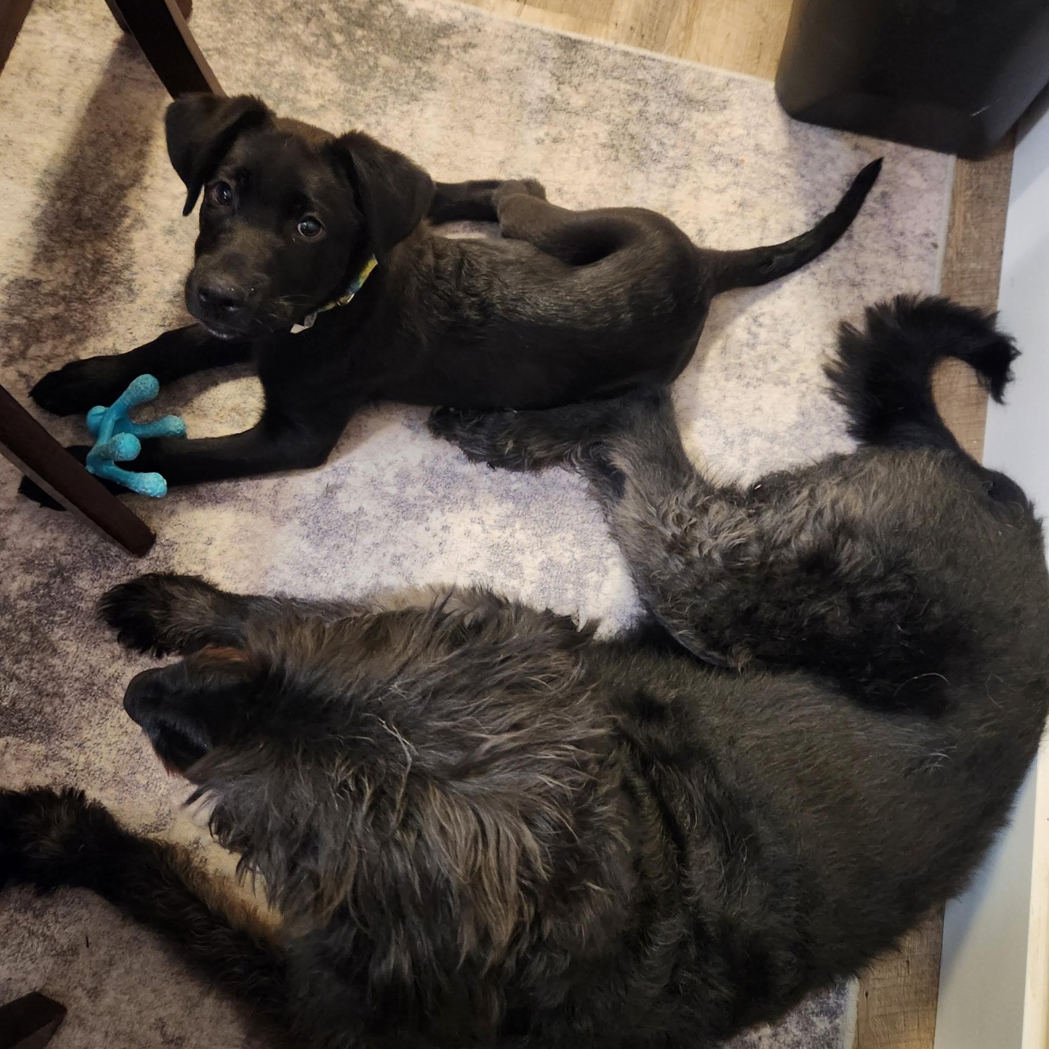 Enlarge Robin, an adoptable mixed breed in West Valley, UT image 3/5