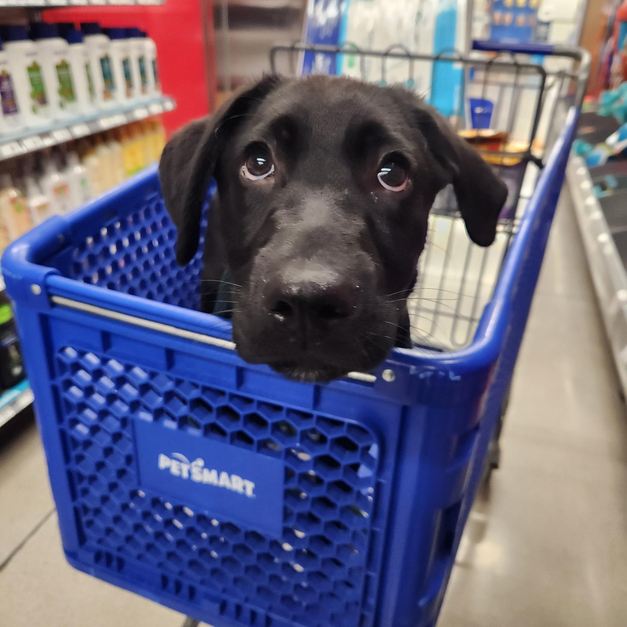 Enlarge Robin, an adoptable mixed breed in West Valley, UT image 2/5