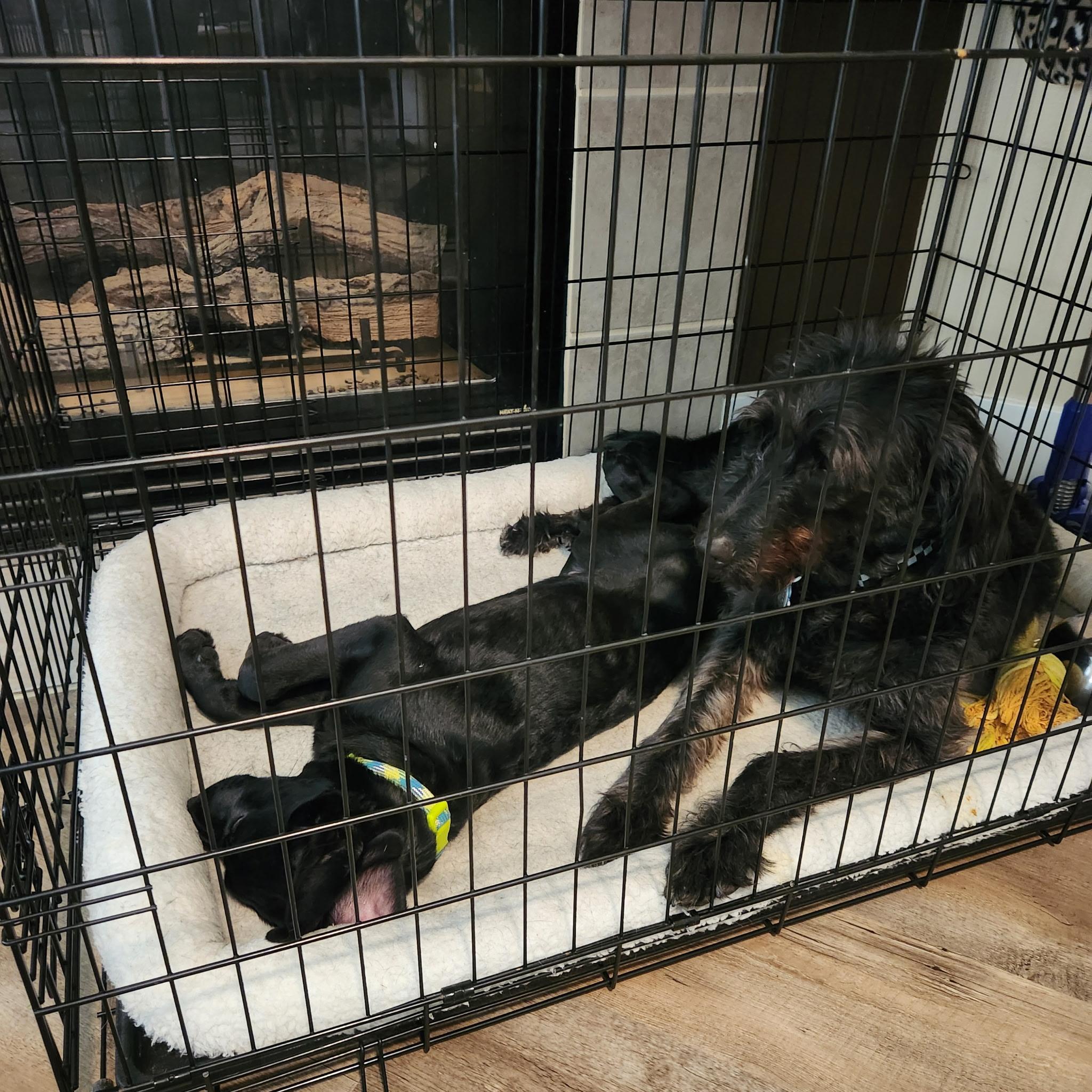 Enlarge Robin, an adoptable mixed breed in West Valley, UT image 5/5