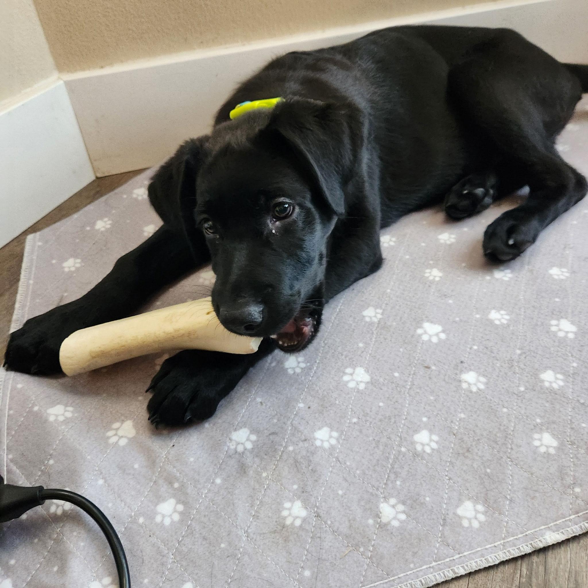 Enlarge Robin, an adoptable mixed breed in West Valley, UT image 1/5