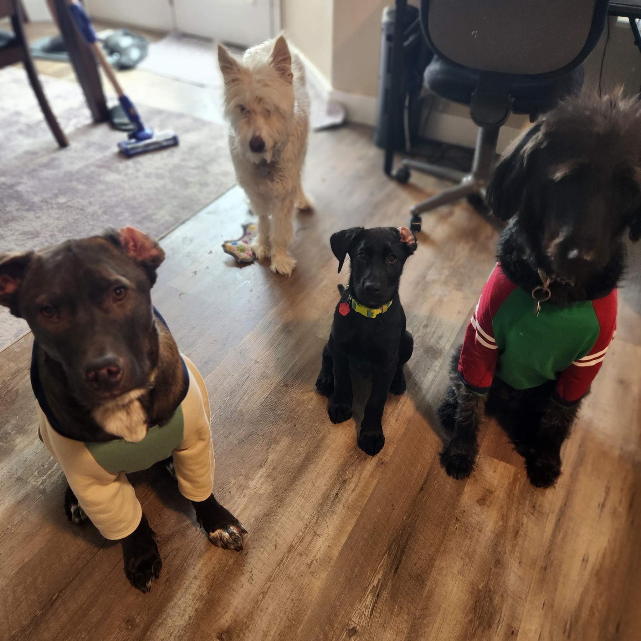 Enlarge Robin, an adoptable mixed breed in West Valley, UT image 4/5