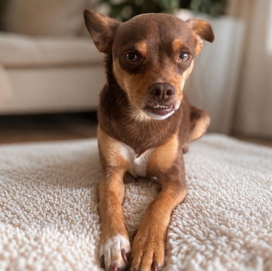 Enlarge Mr. Cuddly Pinto Bean, a Adoptable mixed breed in Ridgefield, WA image 3/6