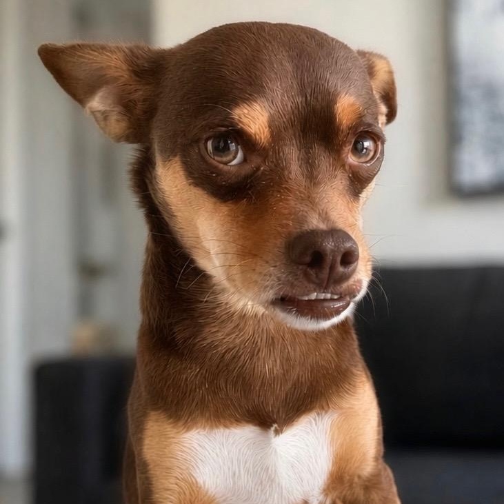 Enlarge Mr. Cuddly Pinto Bean, a Adoptable mixed breed in Ridgefield, WA image 2/6