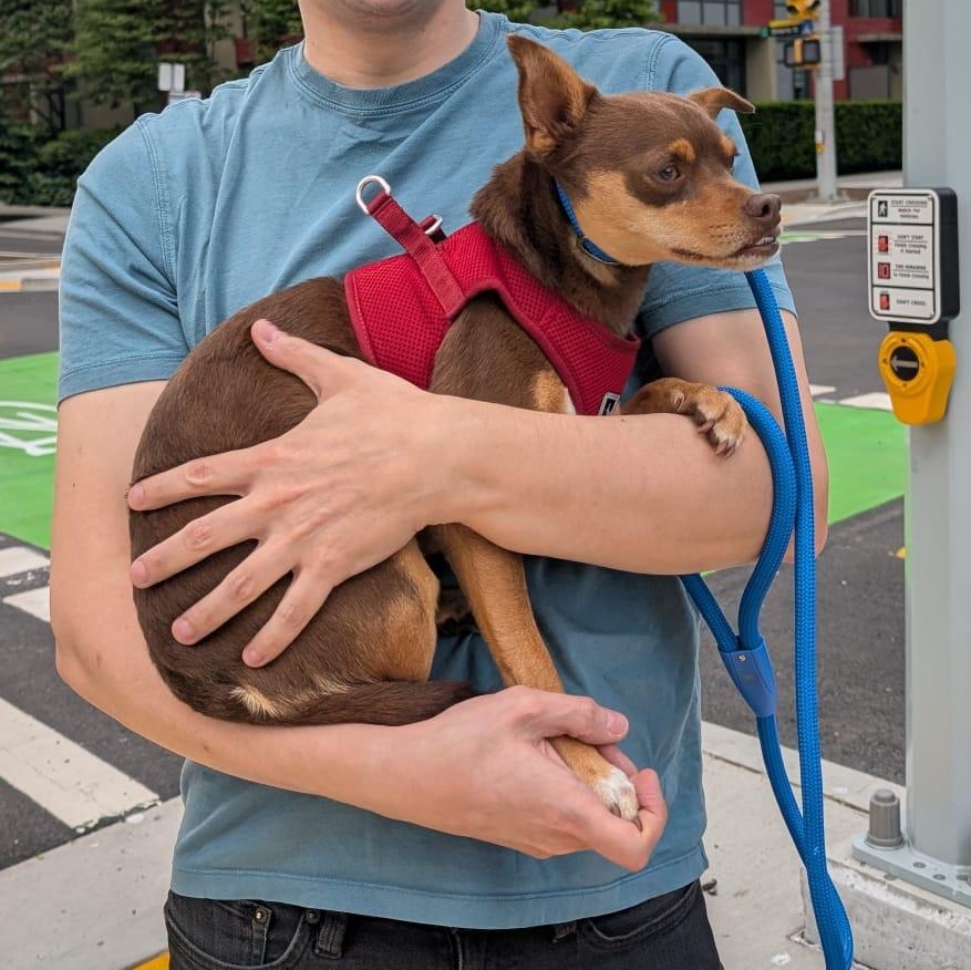 Enlarge Mr. Cuddly Pinto Bean, a Adoptable mixed breed in Ridgefield, WA image 4/6