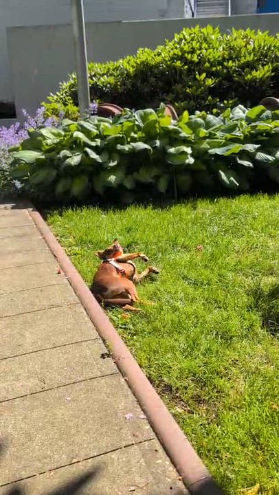 Enlarge Mr. Cuddly Pinto Bean, a Adoptable mixed breed in Ridgefield, WA video 6/6