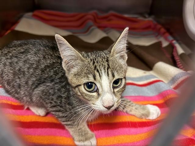 Enlarge THOMAS, a Adoptable Domestic Short Hair in Antioch, CA image 1/1