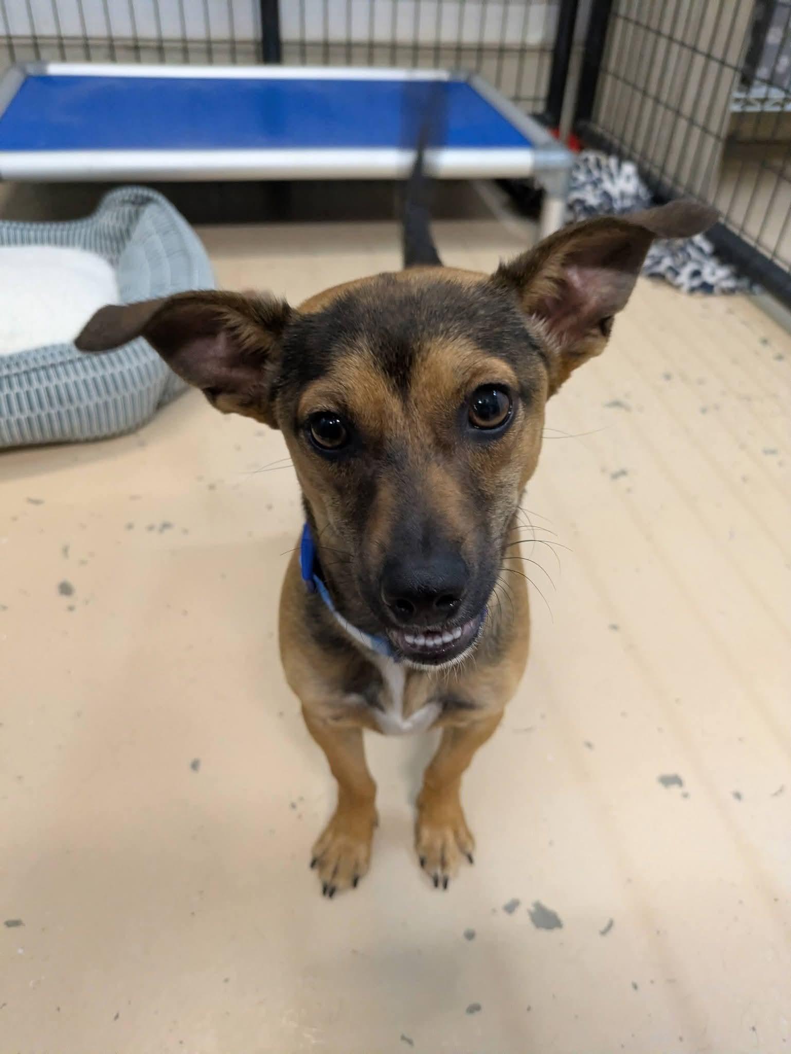 Emmett, an adopted mixed breed in Cedar Rapids, IA image 2/5