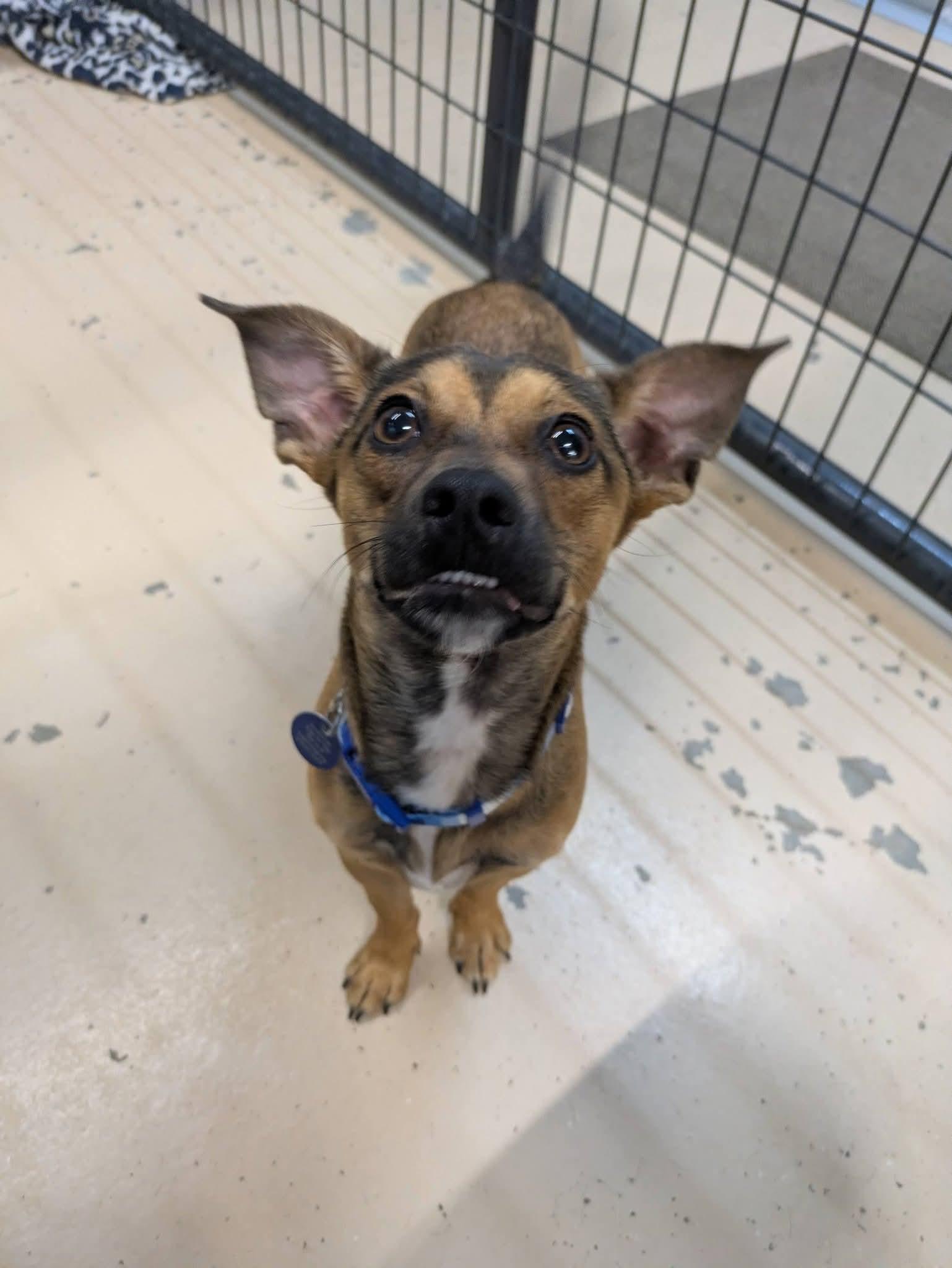 Emmett, an adopted mixed breed in Cedar Rapids, IA image 5/5