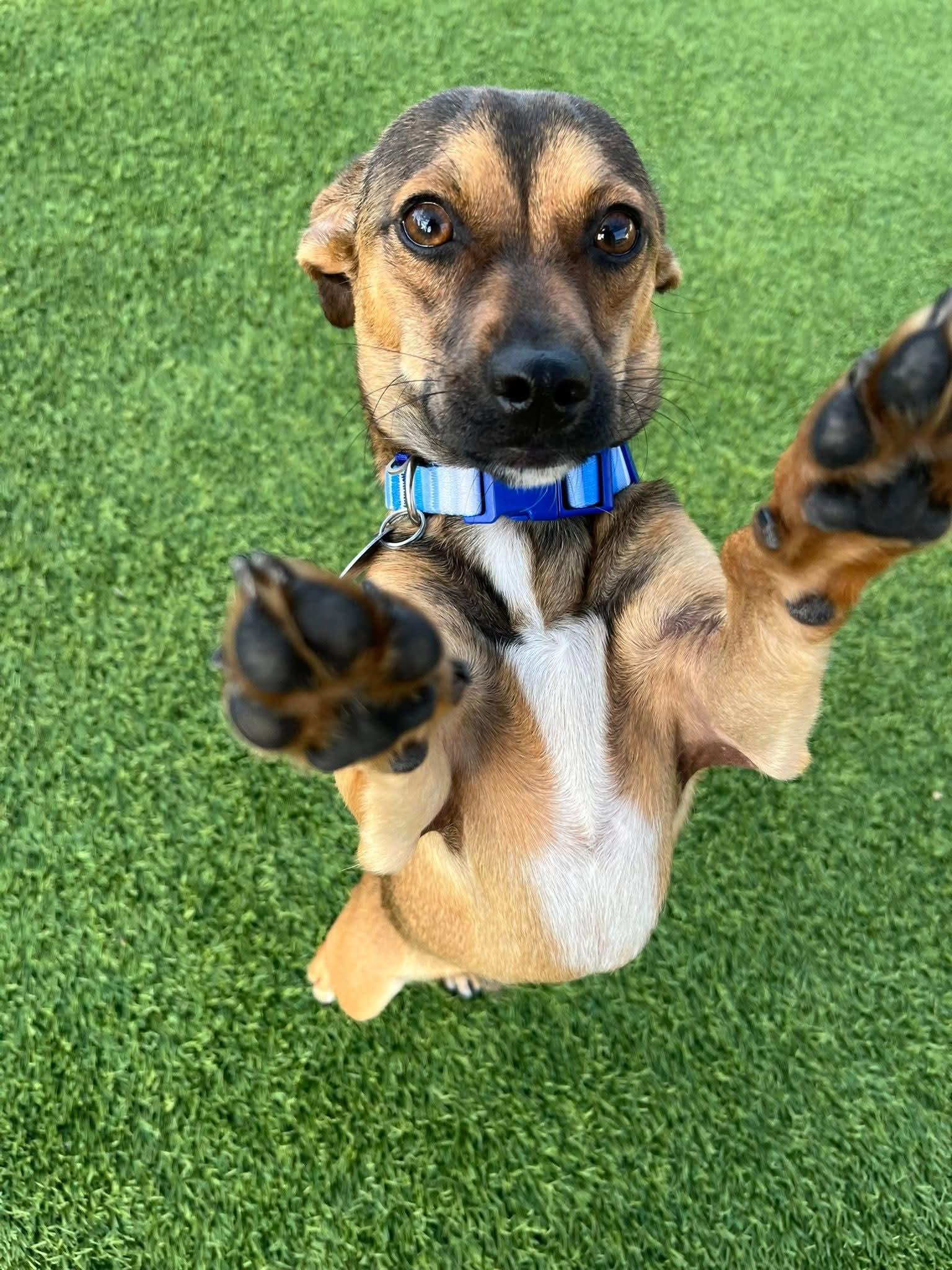 Emmett, an adopted mixed breed in Cedar Rapids, IA image 3/5