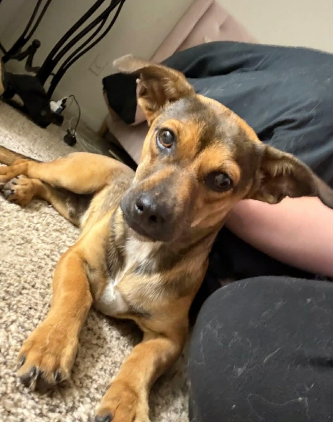 Emmett, adopted, Puppy Male Dachshund & Mixed Breed.