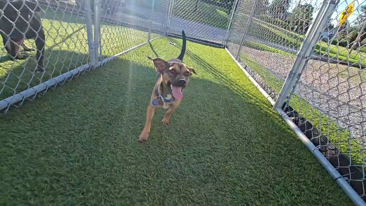 Enlarge Emmett, an adopted mixed breed in Cedar Rapids, IA video 4/5