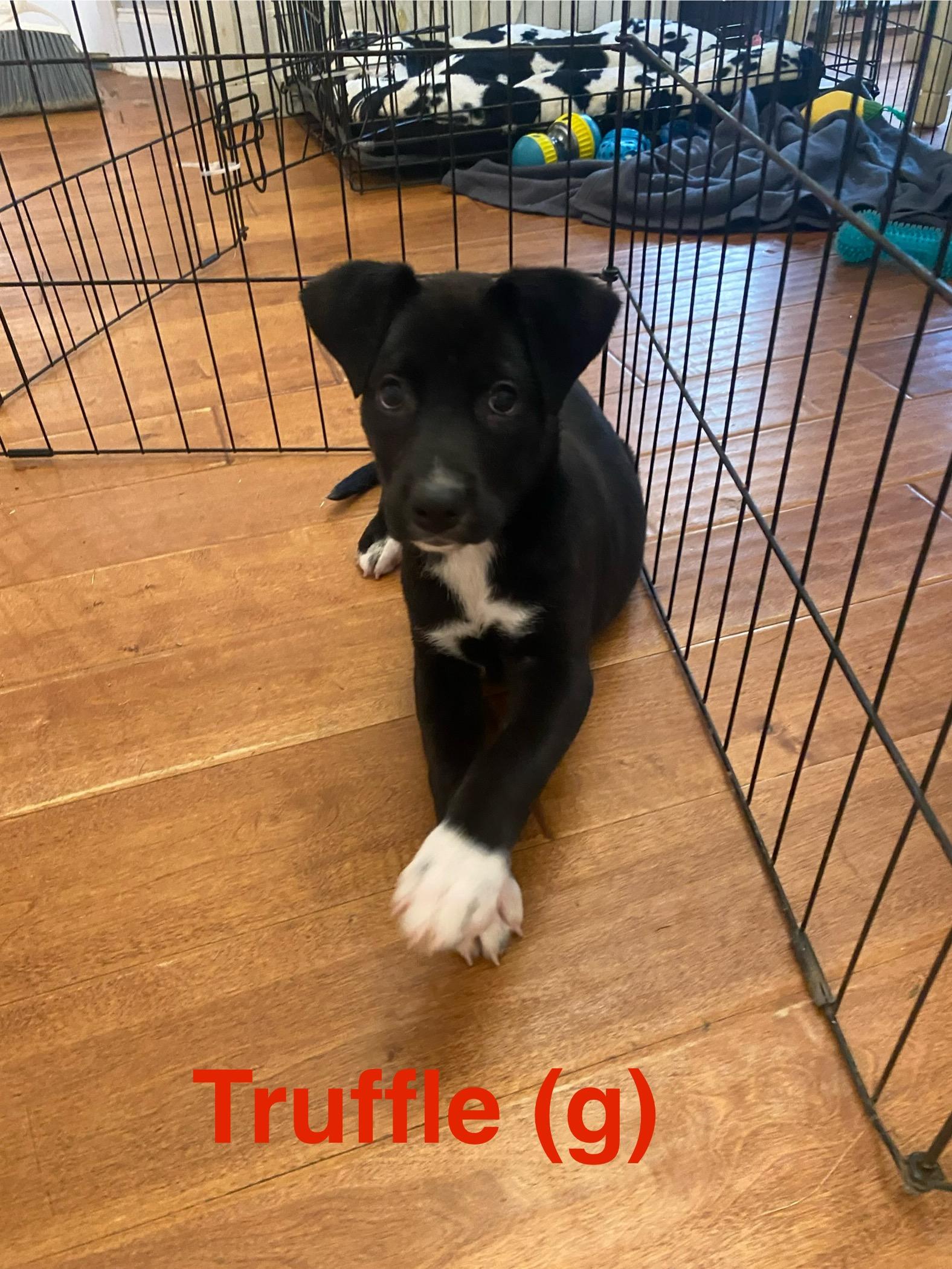 truffle, Baby Female Labrador Retriever