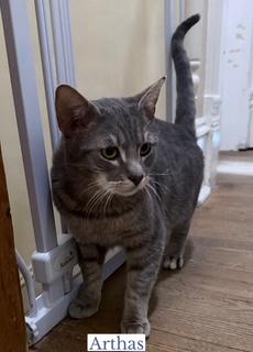 Arthas, adopted, Adult Male Domestic Short Hair.