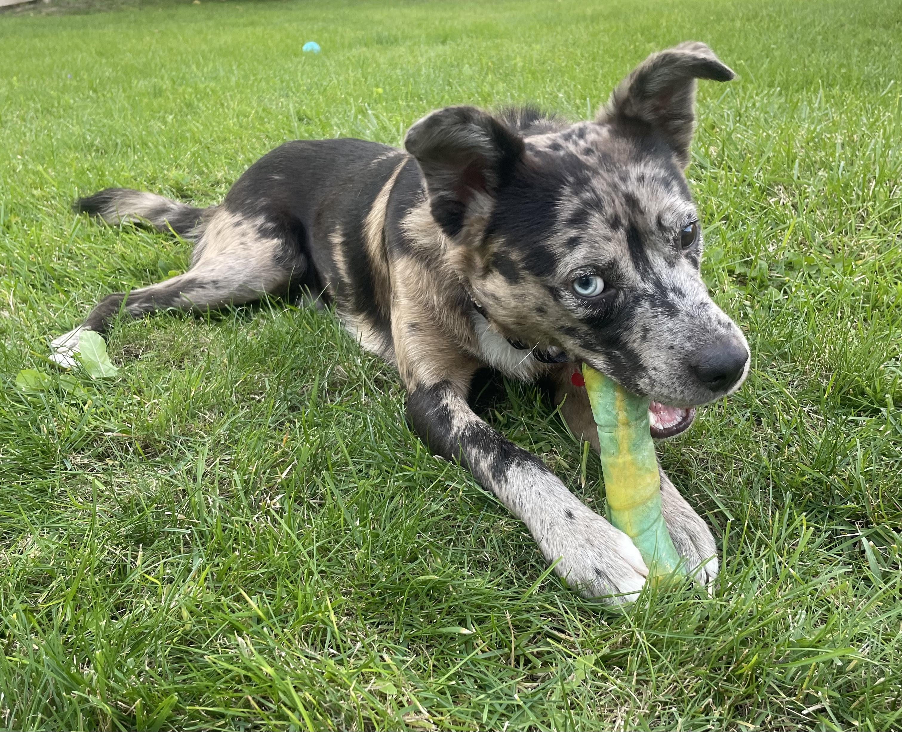 Enlarge Biltmore, a Adopted mixed breed in Detroit, MI image 2/5